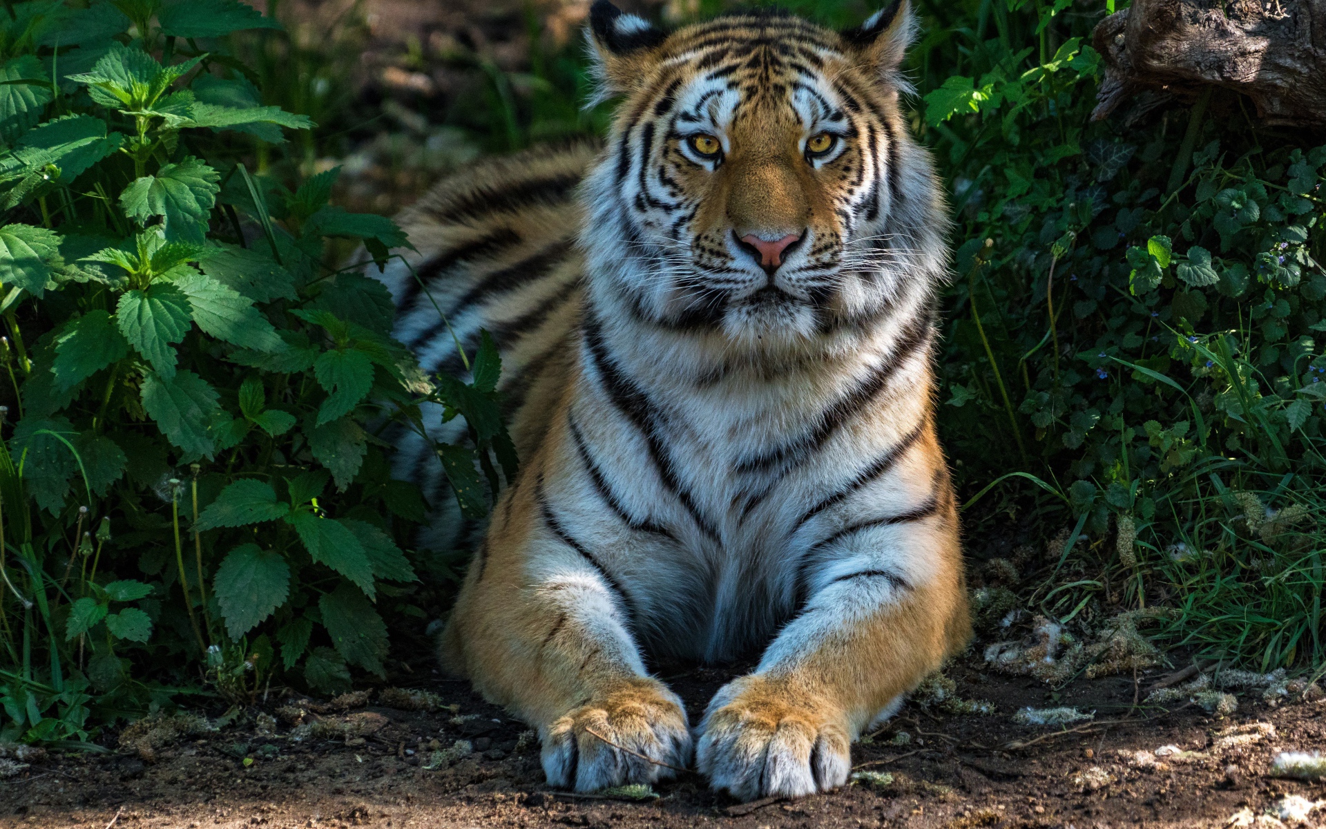 Большой полосатый тигр лежит в зеленых зарослях