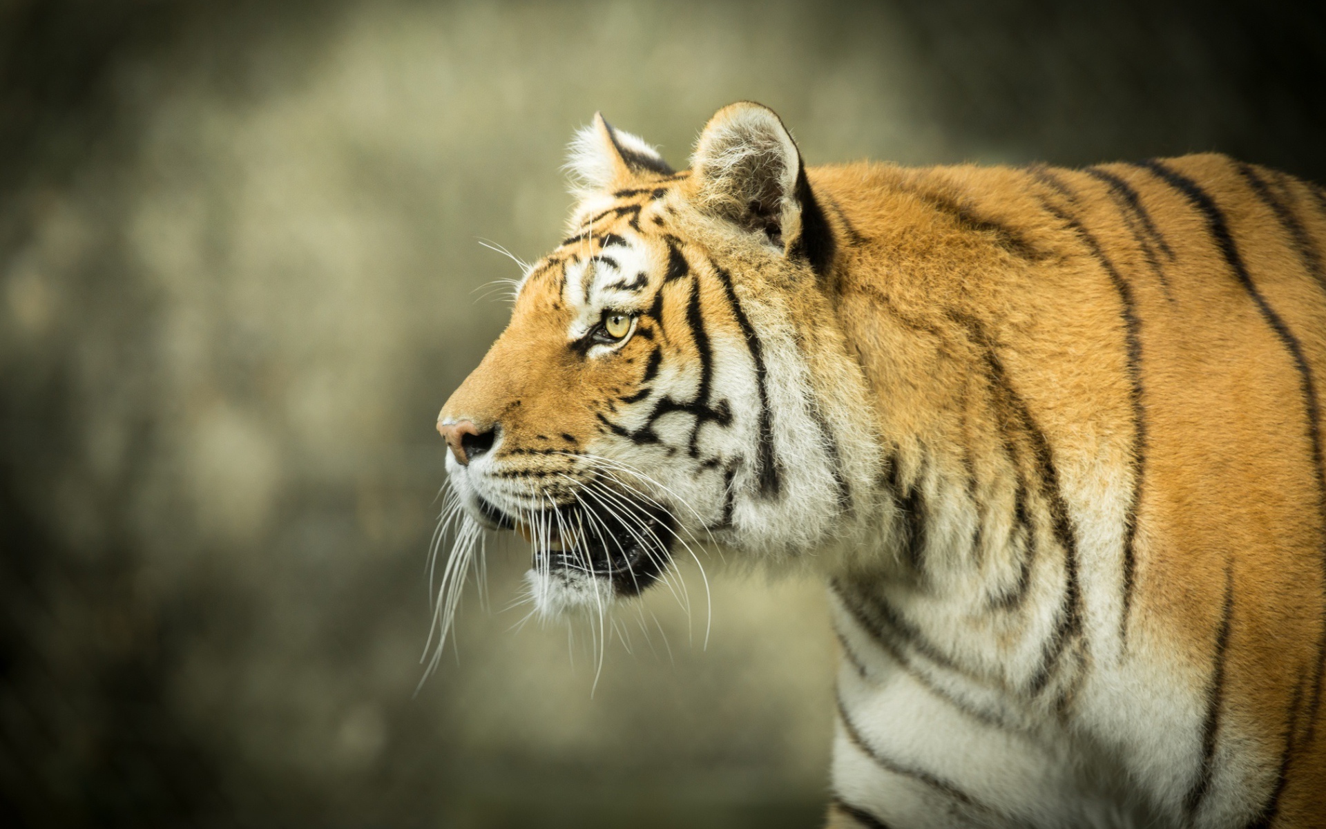 Большой тигр с открытой пастью на охоте