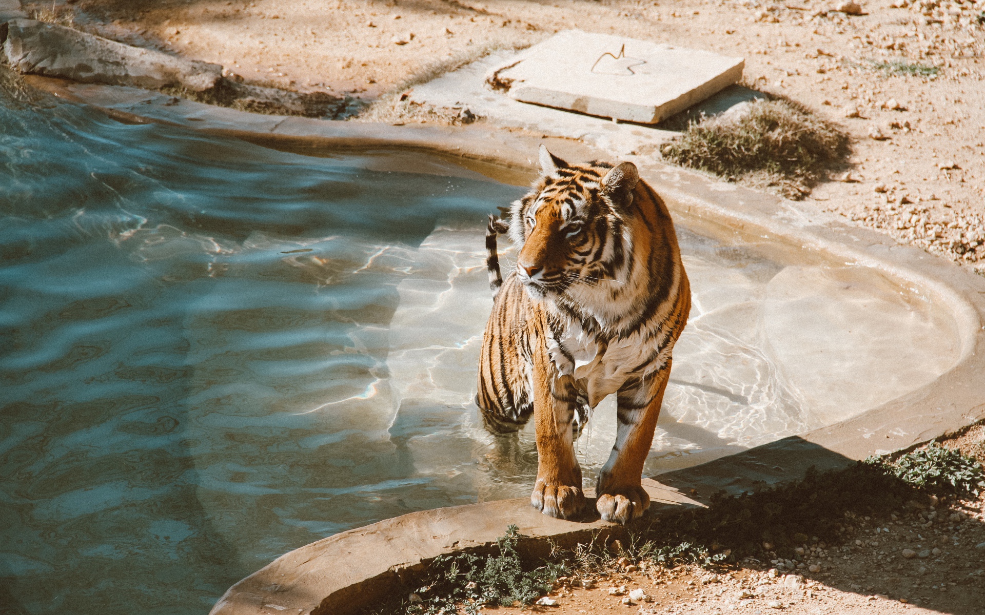 A large wet tiger climbs out of the pool