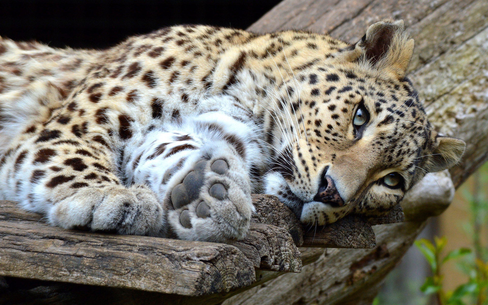 Красивый хищный пятнистый леопард лежит 