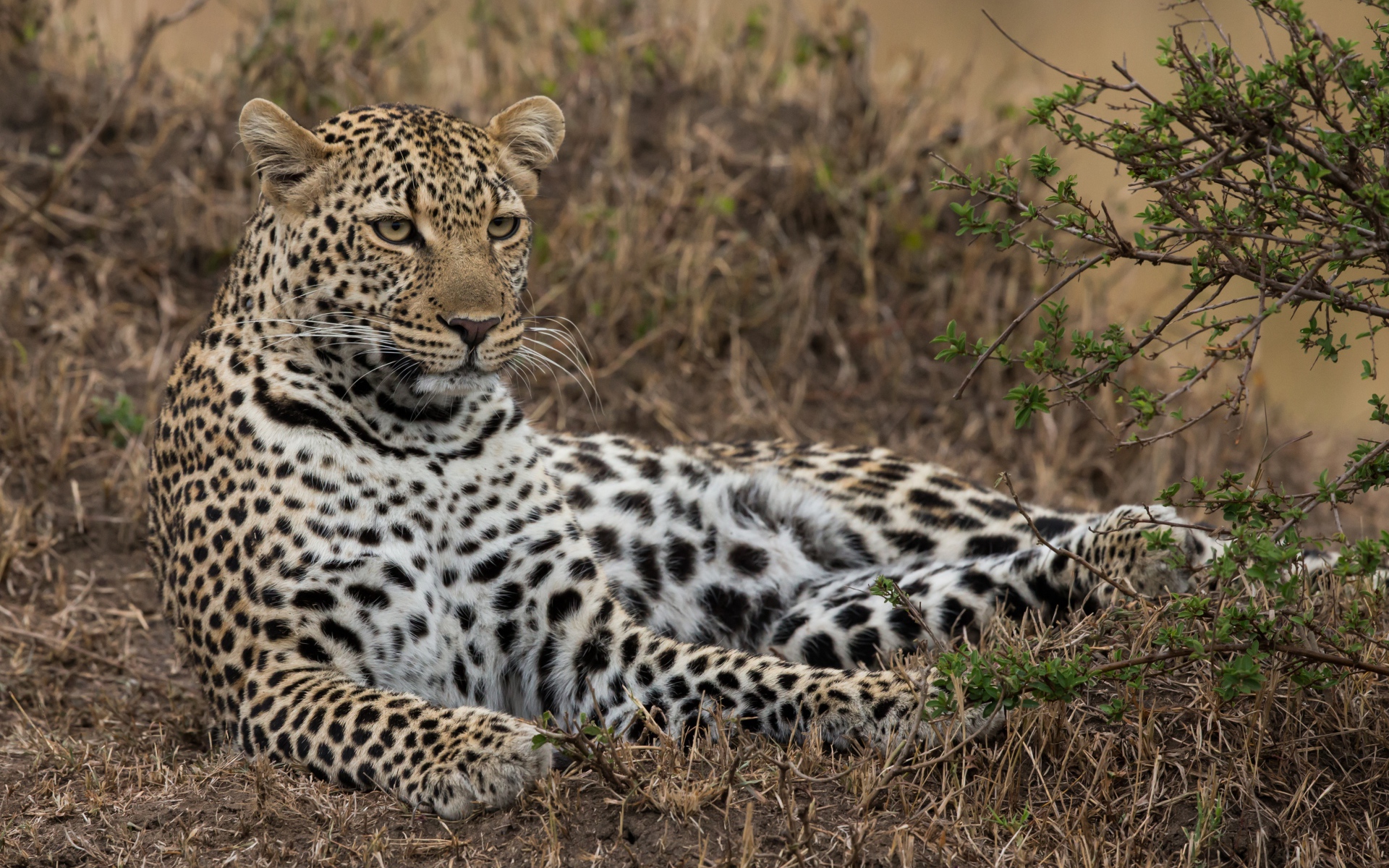 Большой грациозный леопард лежит на траве