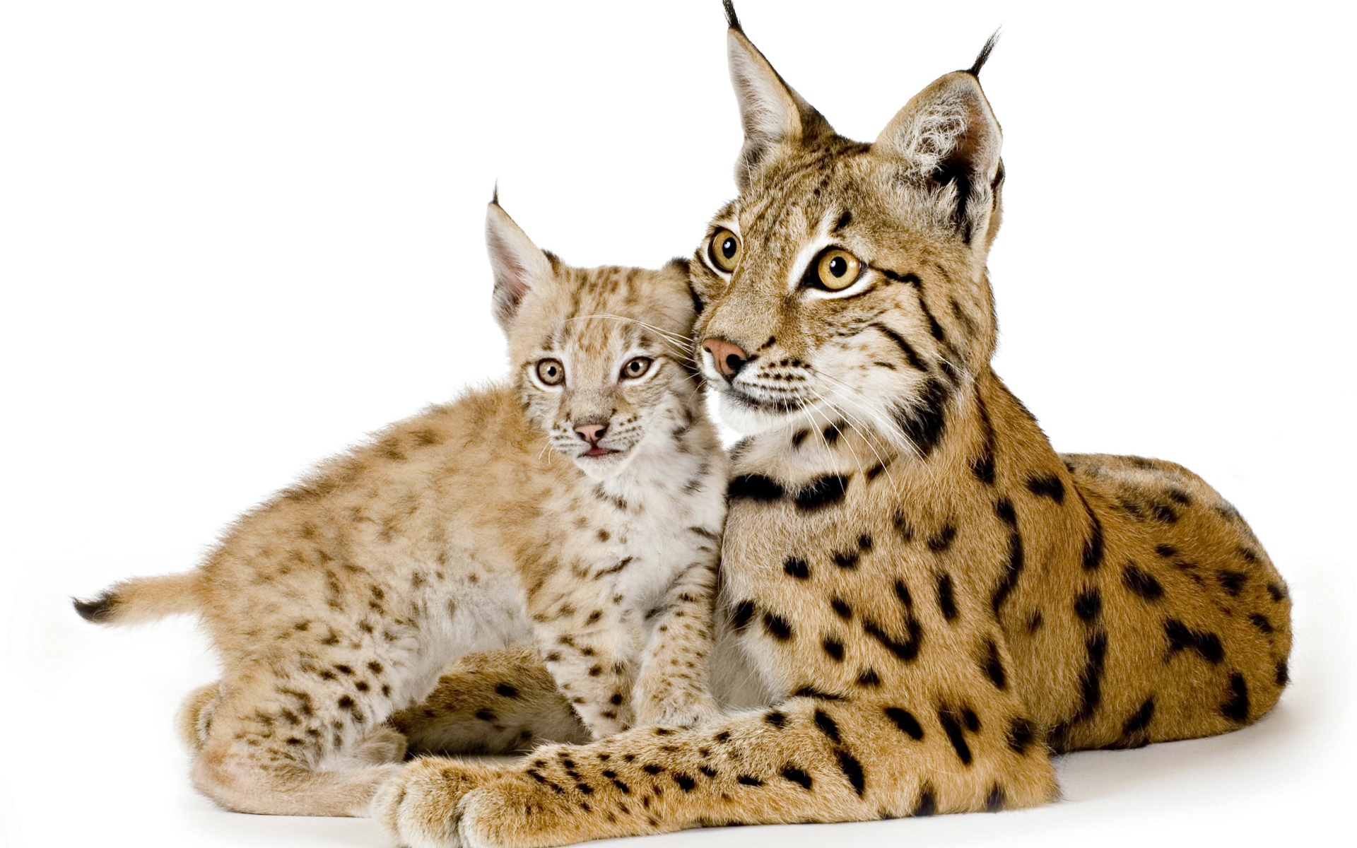 Большая рысь с маленьким детенышем на белом фоне
