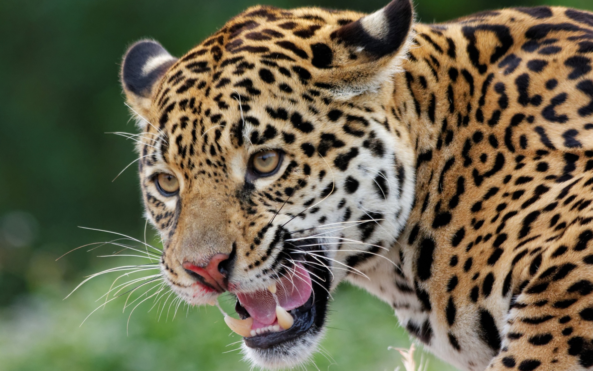 Большой пятнистый ягуар с открытой пастью