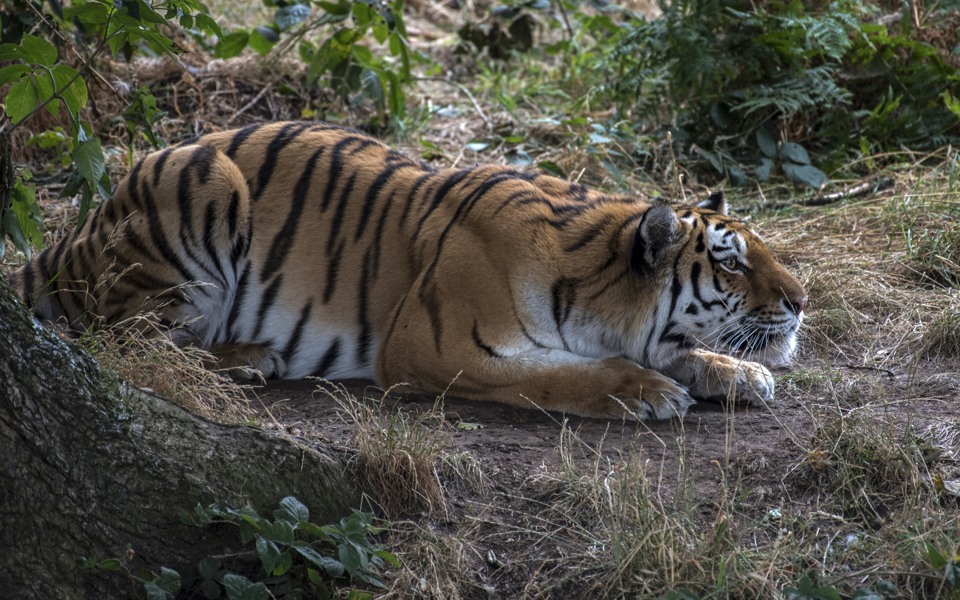 Большой полосатый красивый тигр сидит в засаде 