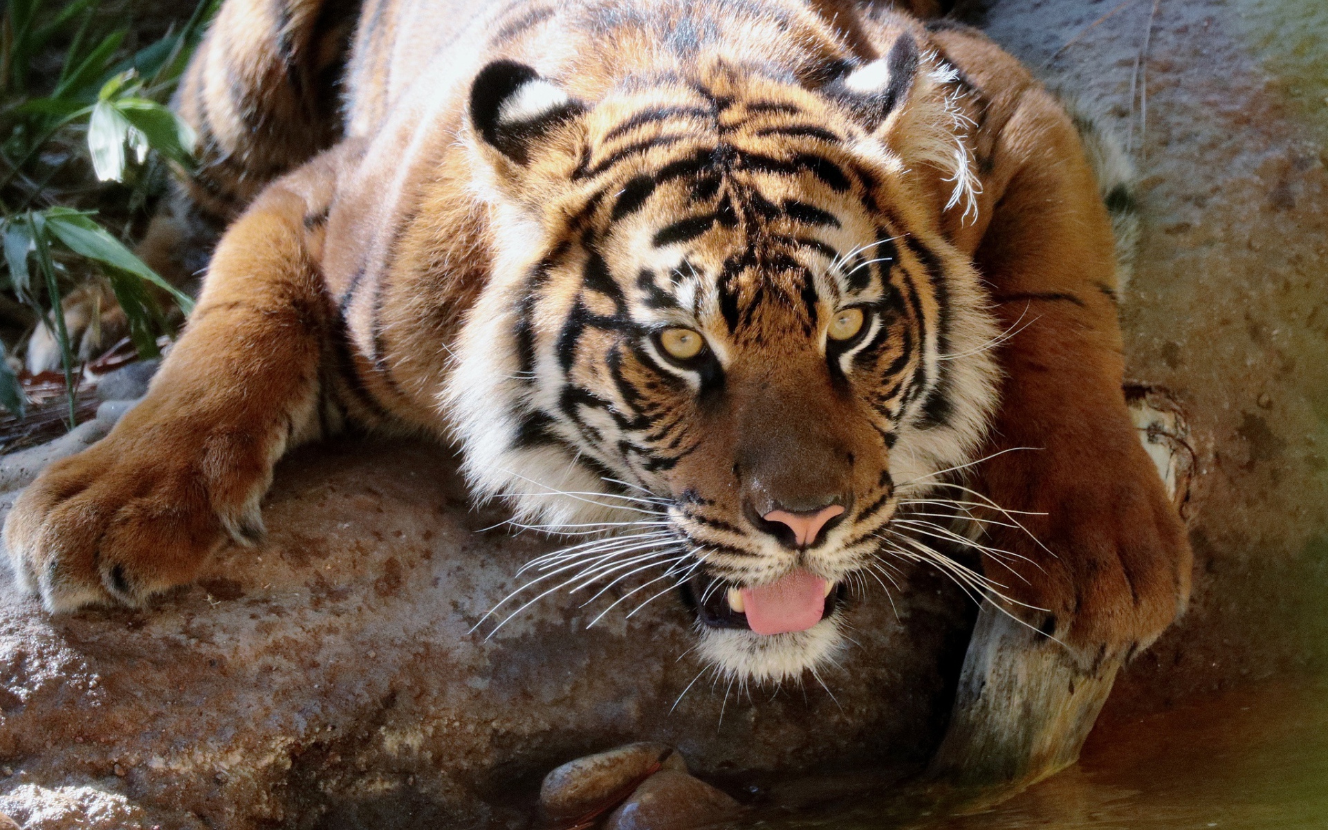 Большой тигр у водопоя