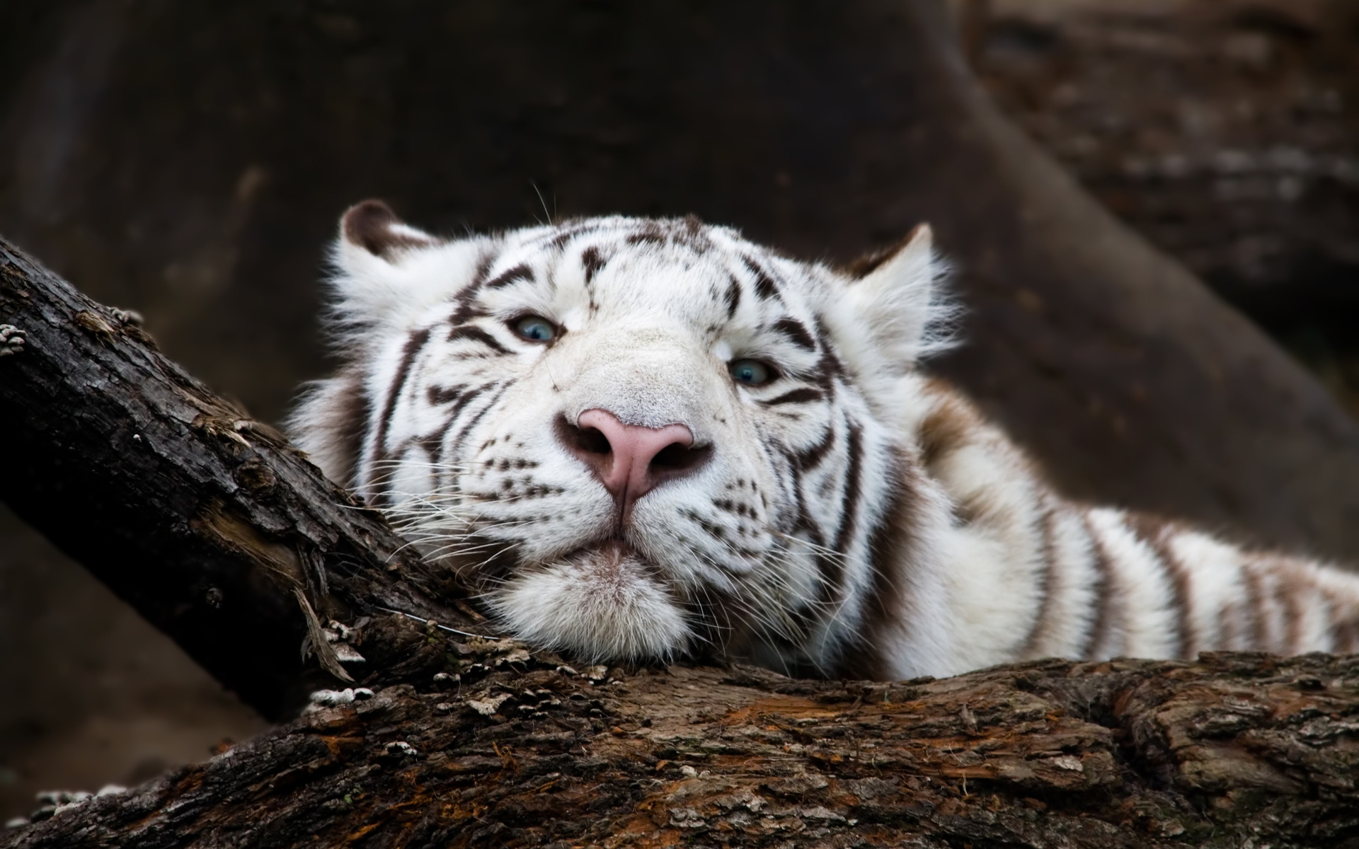 Большой белый тигр лежит на дереве