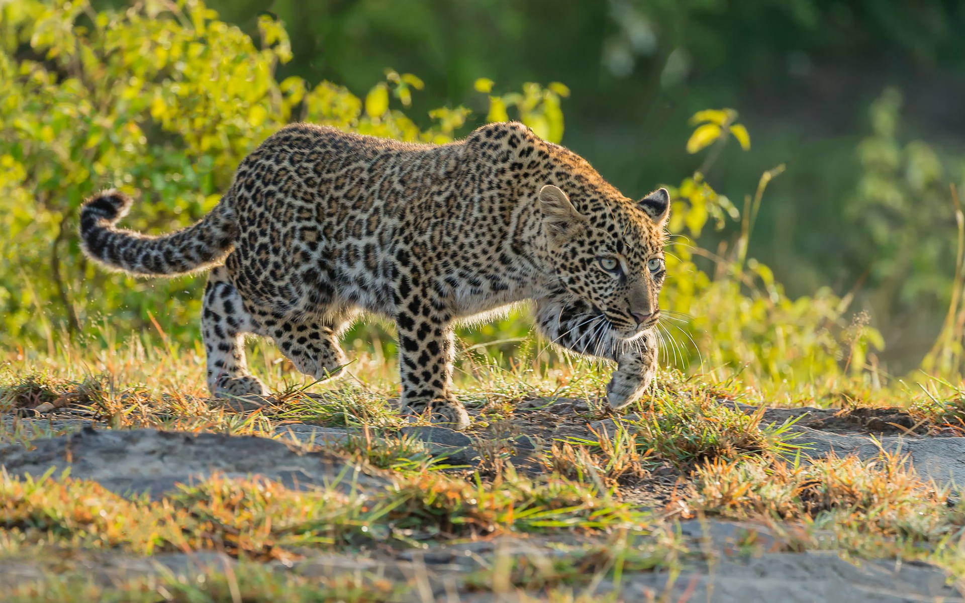 Леопард крадется по траве