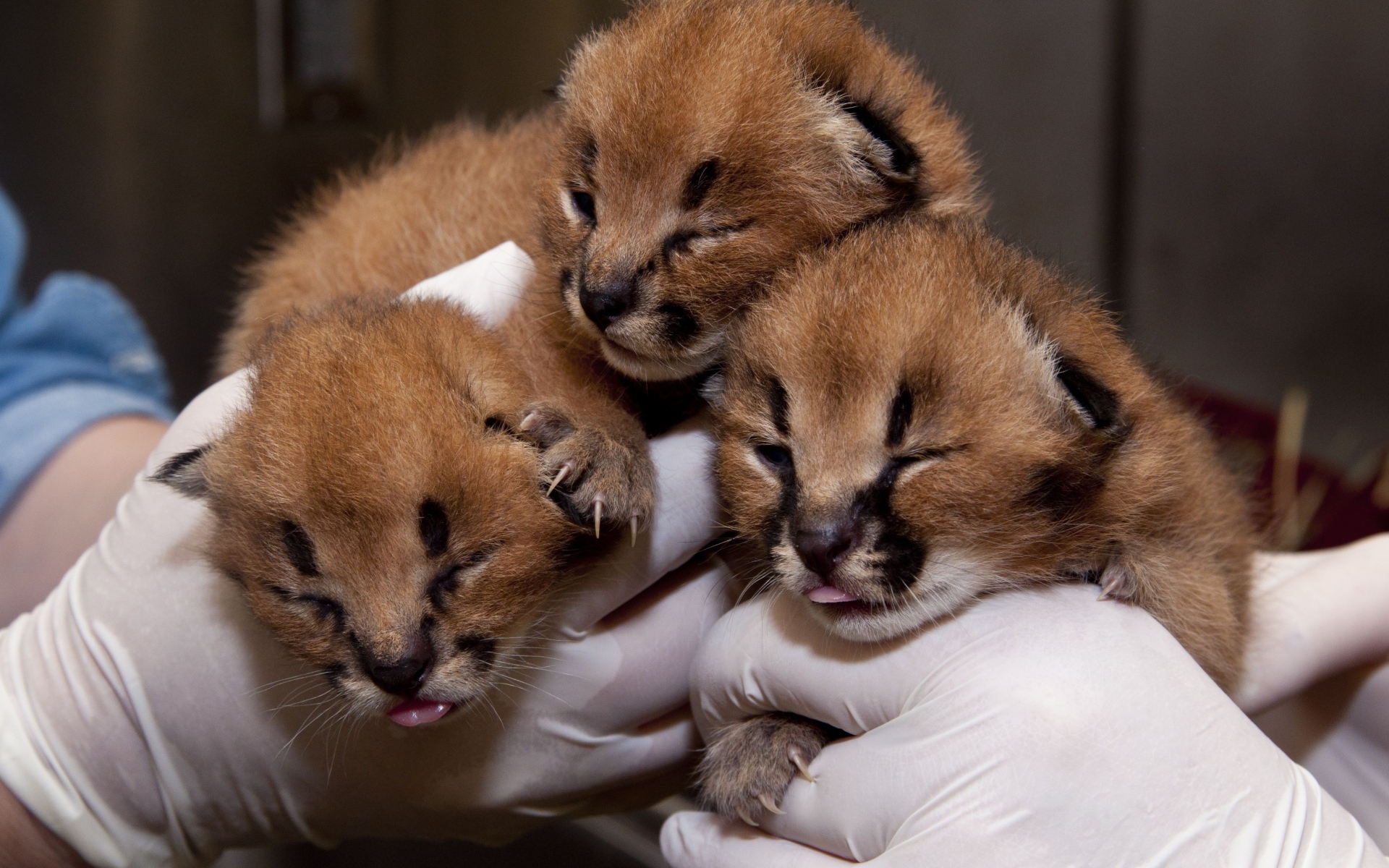 Маленькие котята каракала в руках