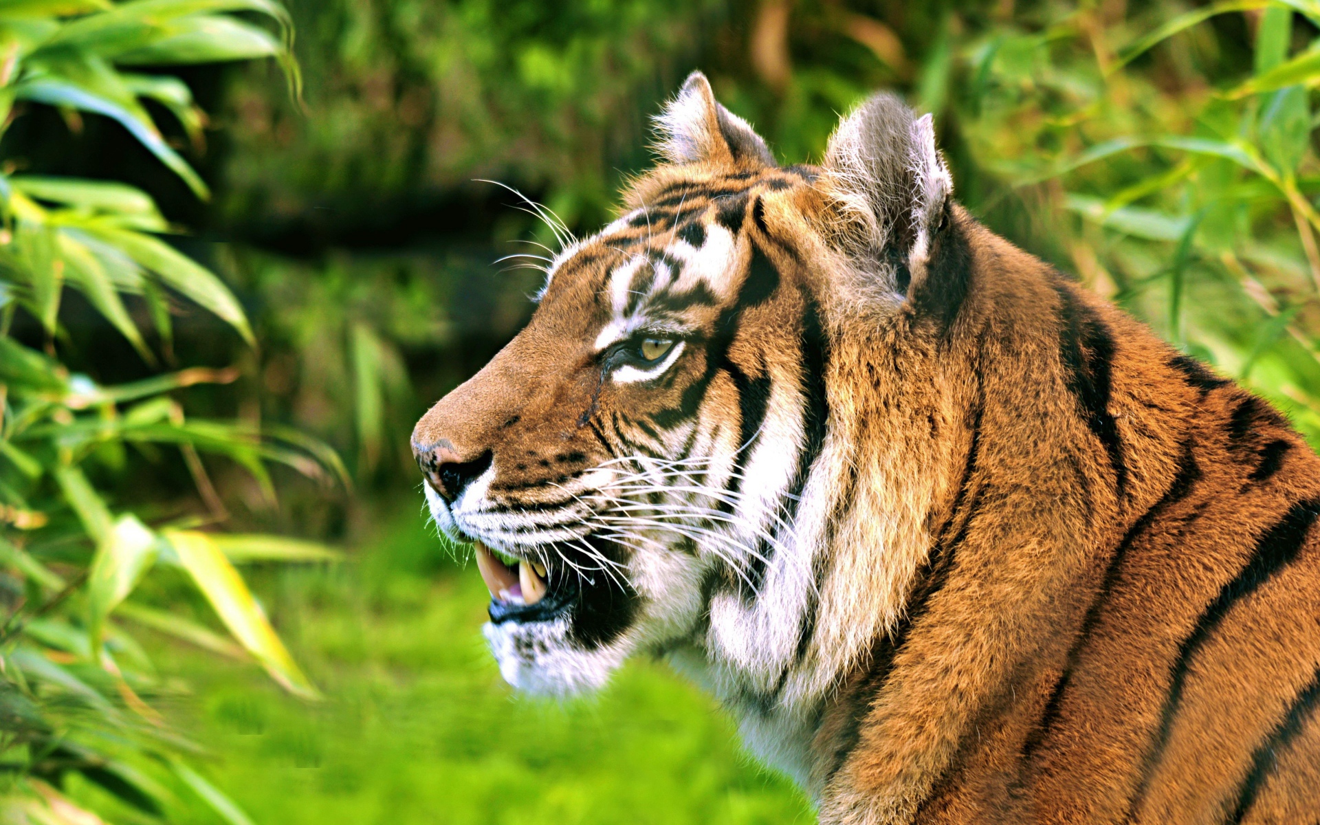 Морда полосатого тигра с открытой пастью