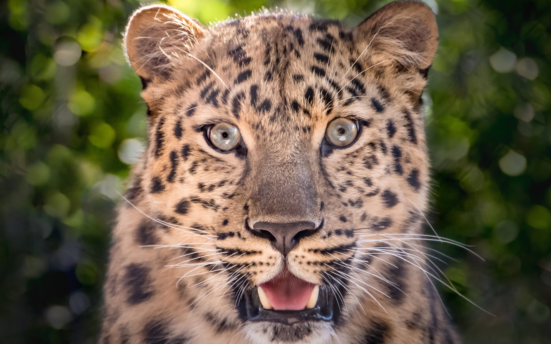 Пятнистый леопард с открытой пастью