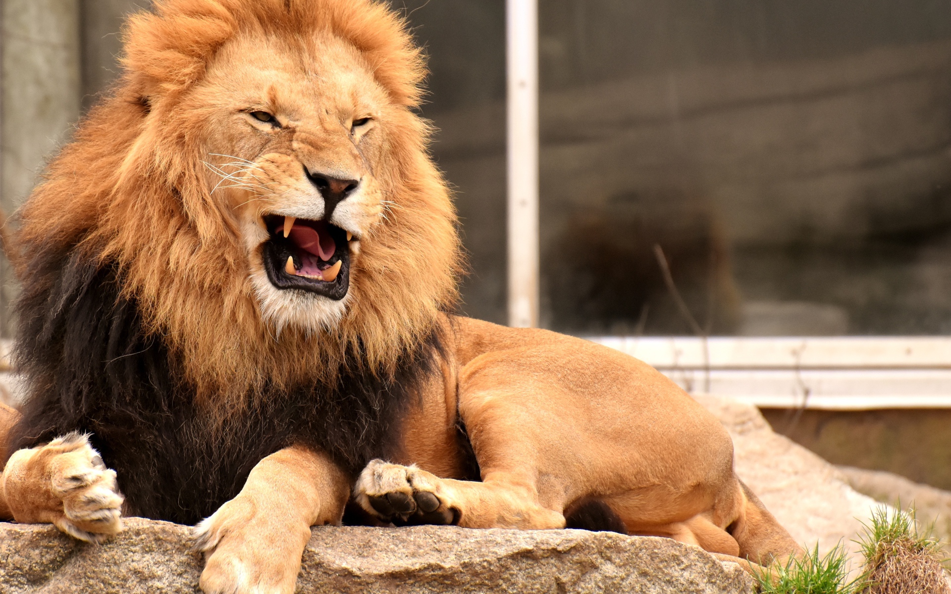 Грозный большой лев лежит на камне