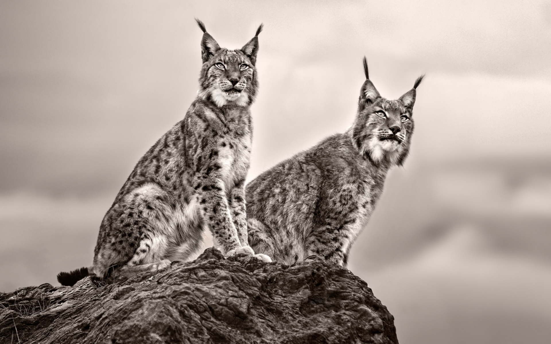 Две рыси сидят на камне