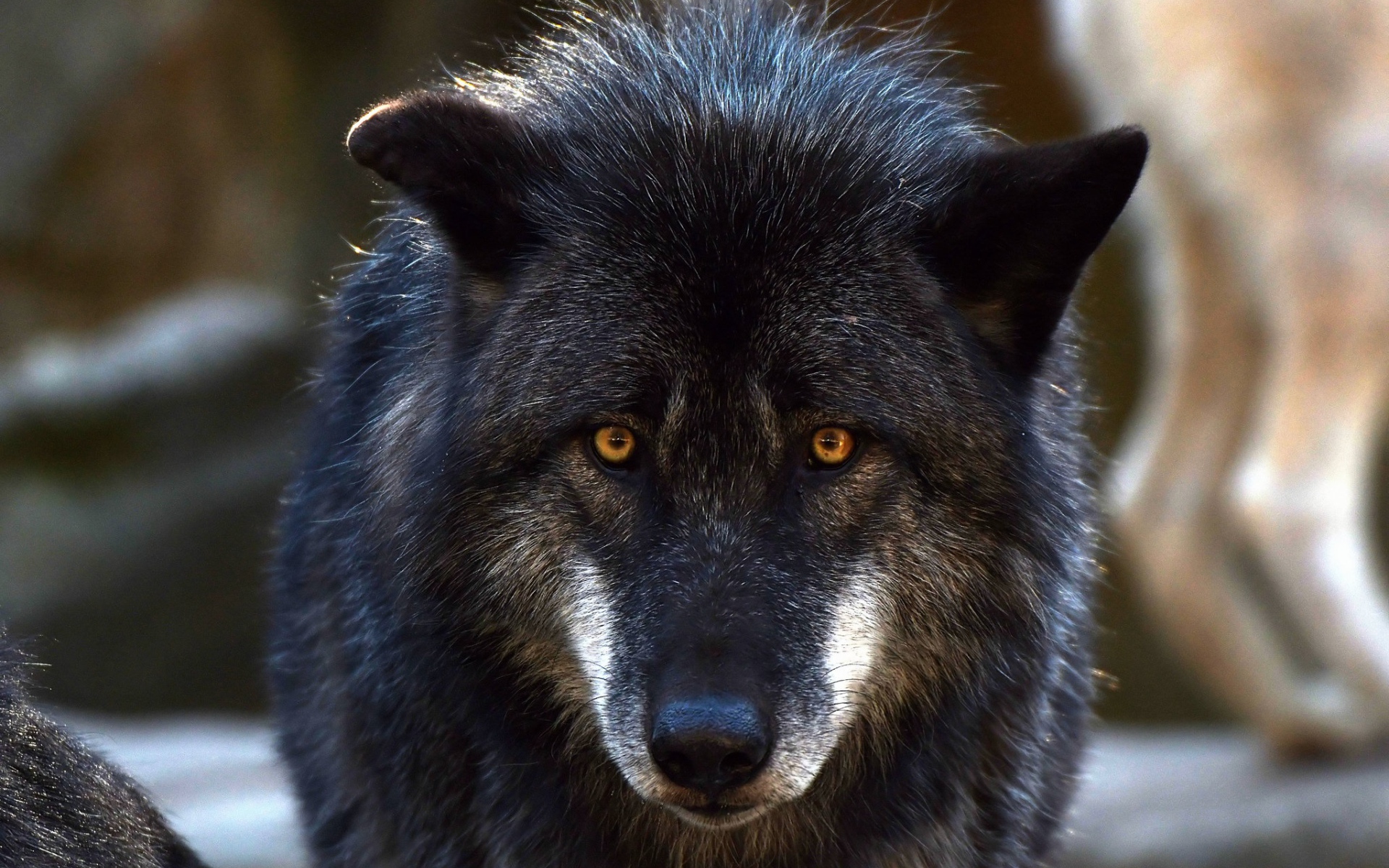 Большой черный волк с желтыми глазами 