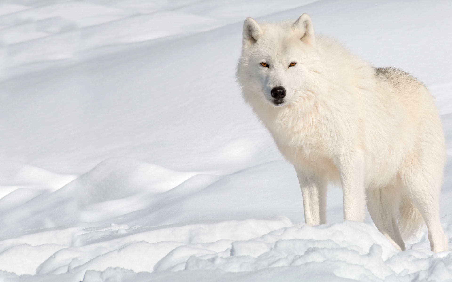 Белый волк стоит на холодном снегу 