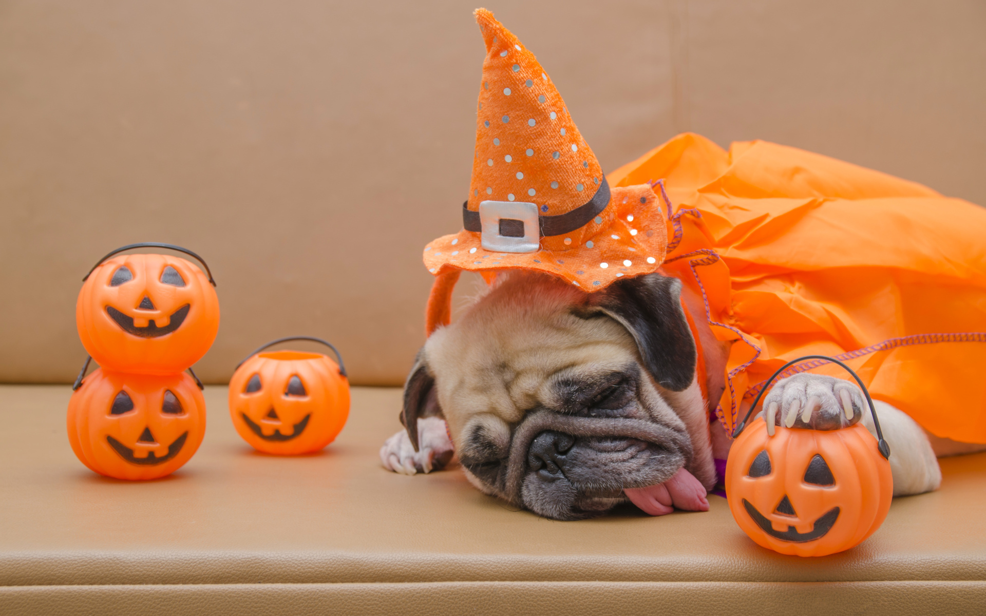 Спящий мопс с высунутым языком на праздник Хэллоуин