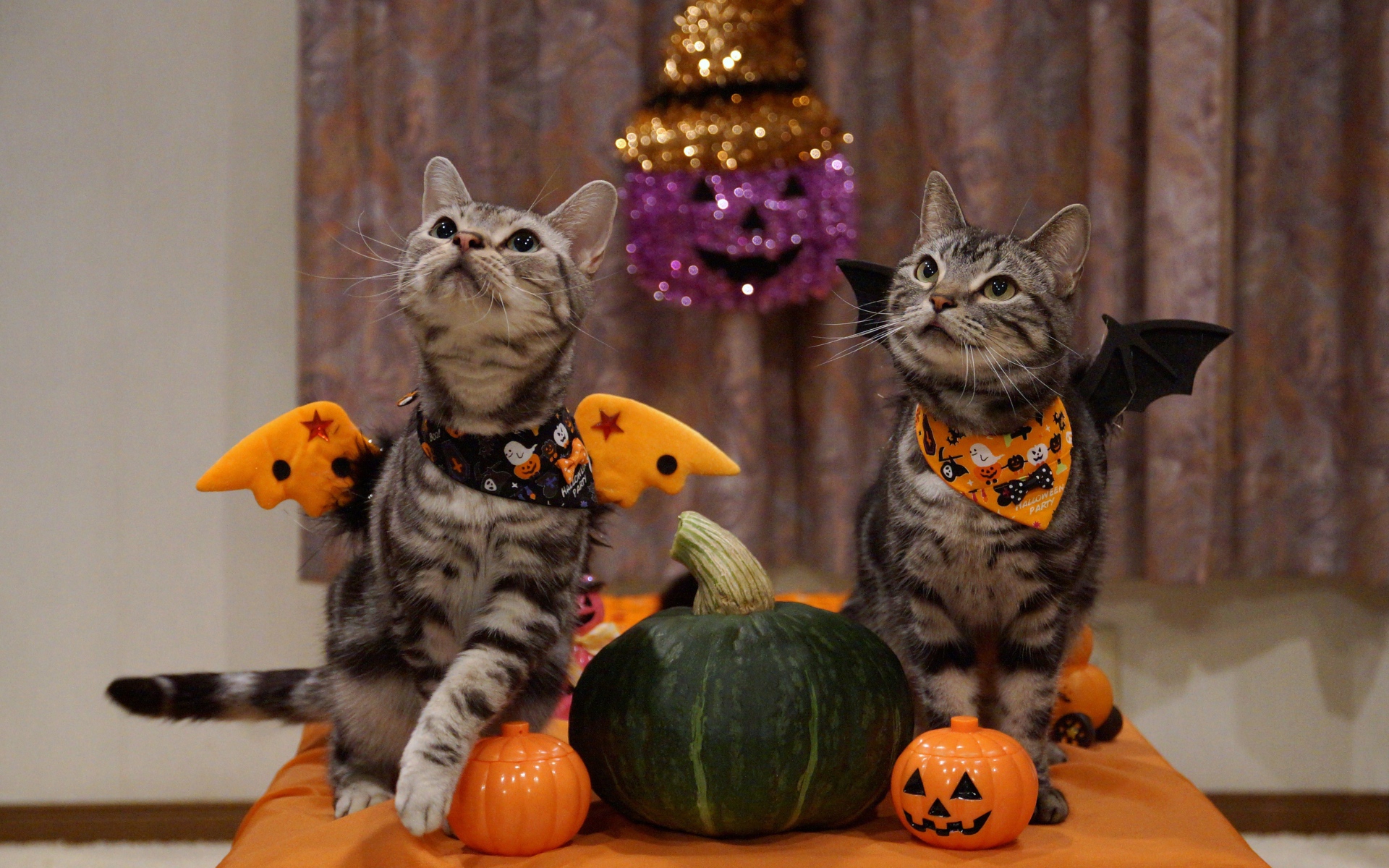 Два серых кота в костюмах на праздник Хэллоуин 