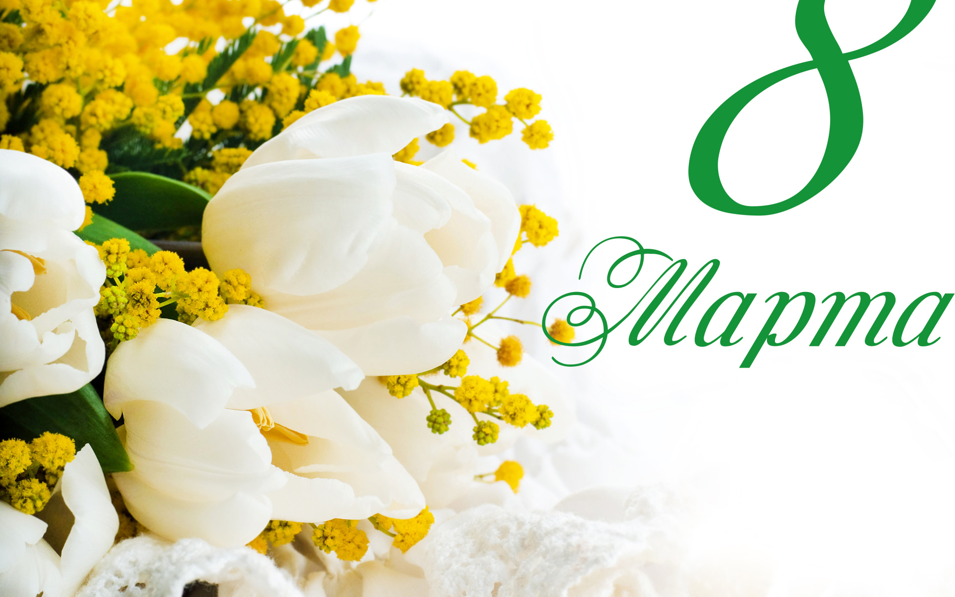 Белые тюльпаны и желтые цветы мимозы на белом фоне на Международный женский день 8 марта