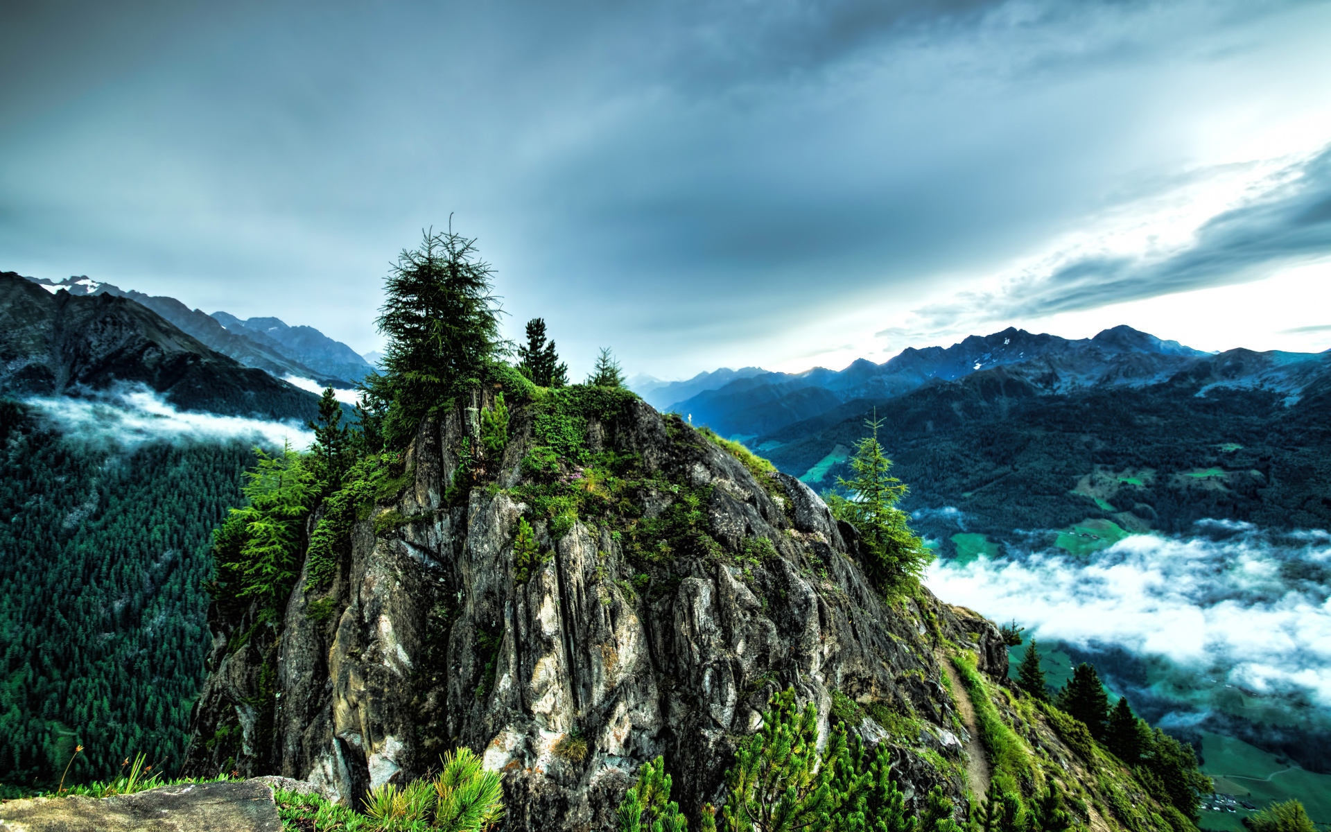 Ели на вершине скалы под  пасмурным небом 