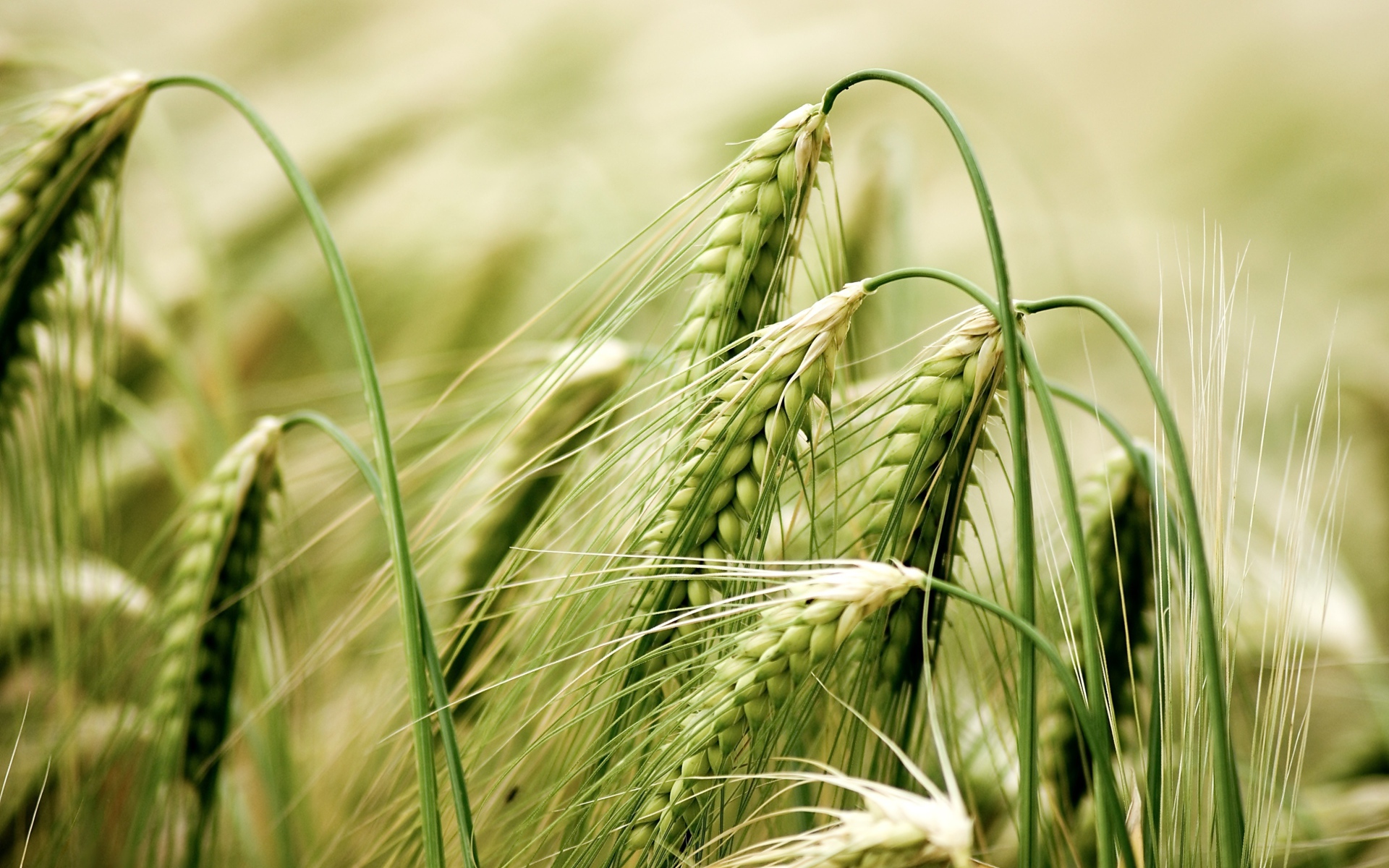 Зеленые колосья пшеницы крупным планом