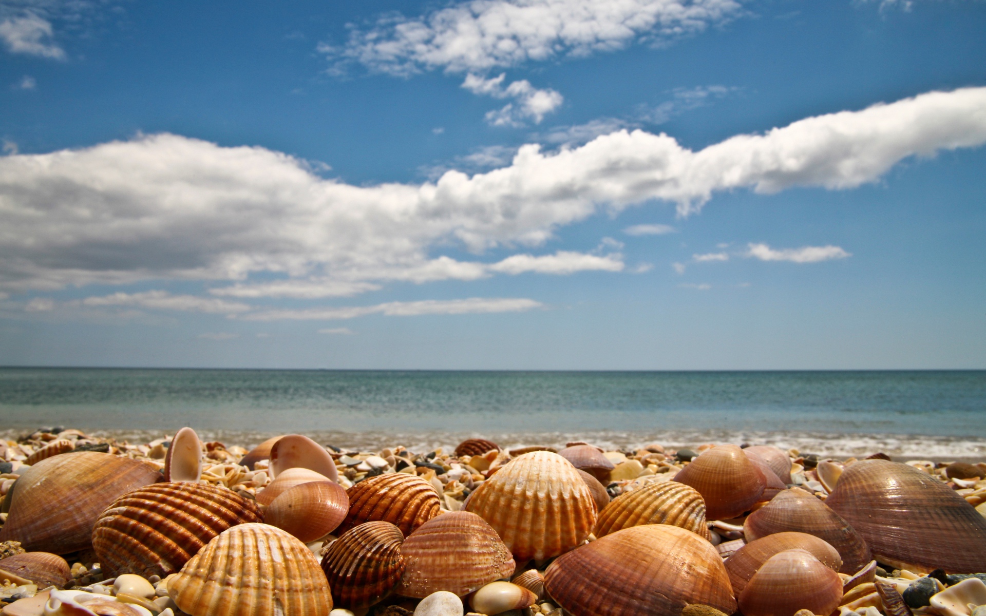 Большие ракушки на берегу моря под голубым небом с белыми облаками