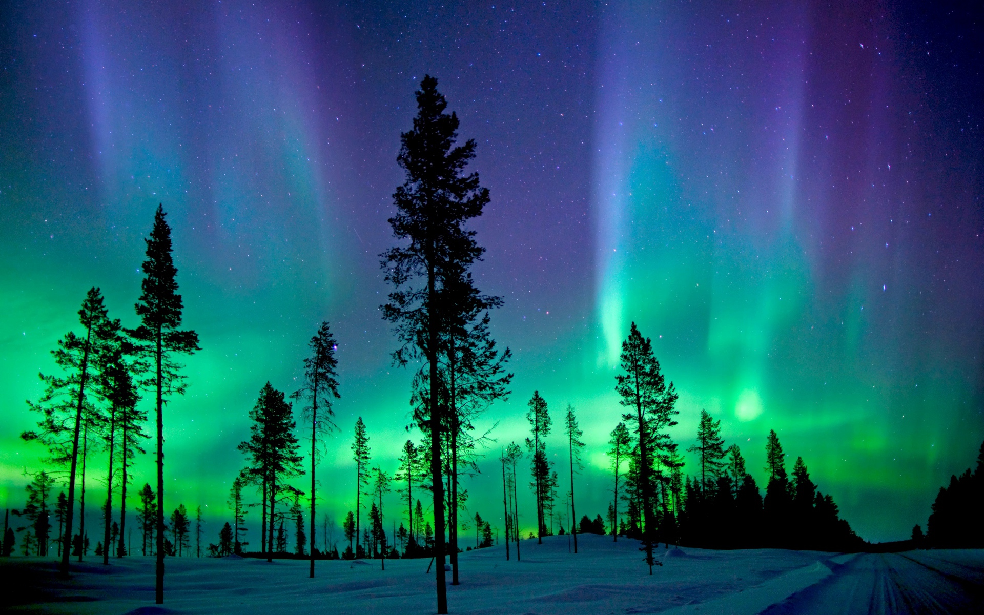 Northern lights above the snow-covered pine forest