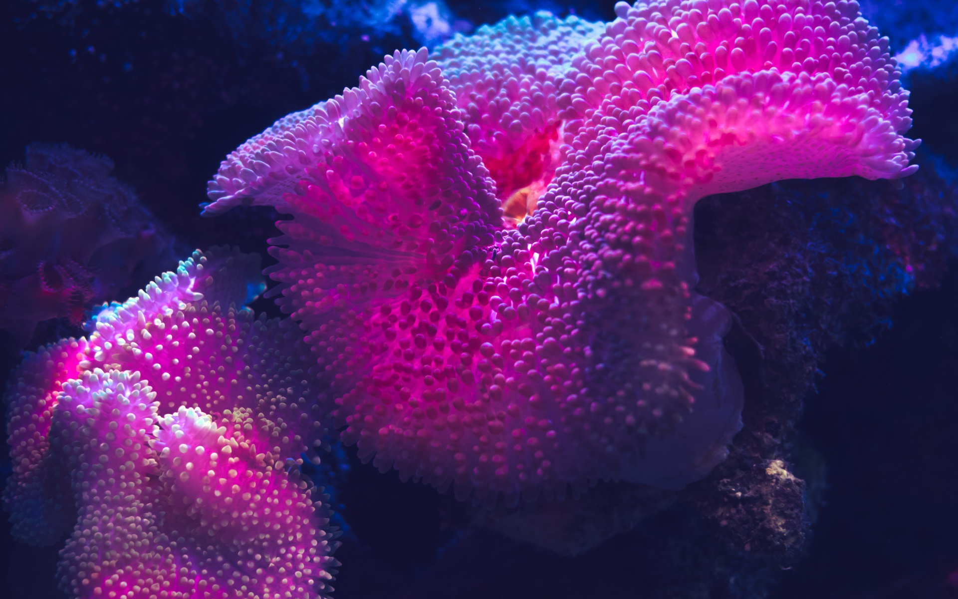 Розовый коралл под водой 