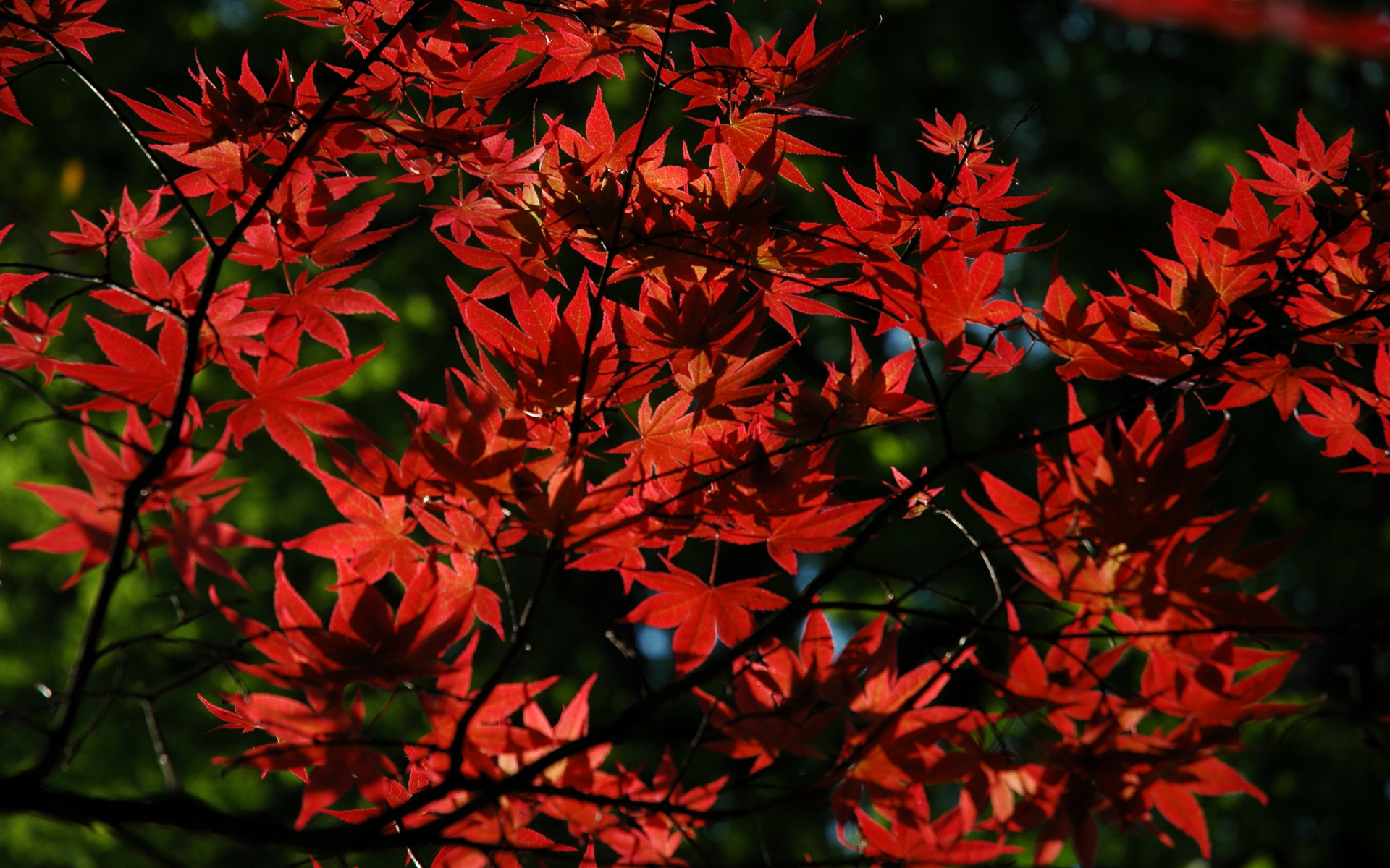 Красные листья на дереве осенью