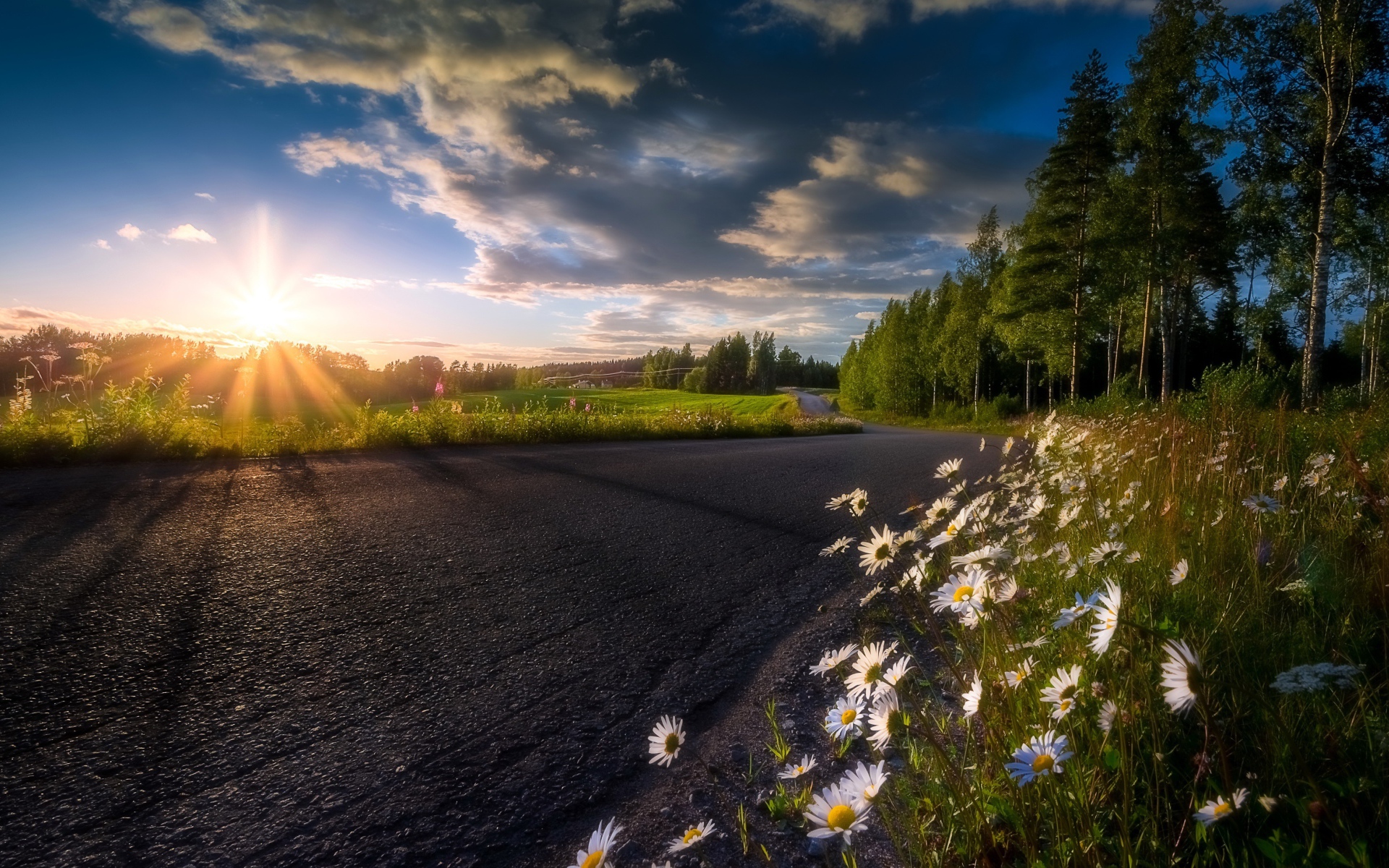 Восходящее солнце в красивом небе освещает растущие у дороги ромашки