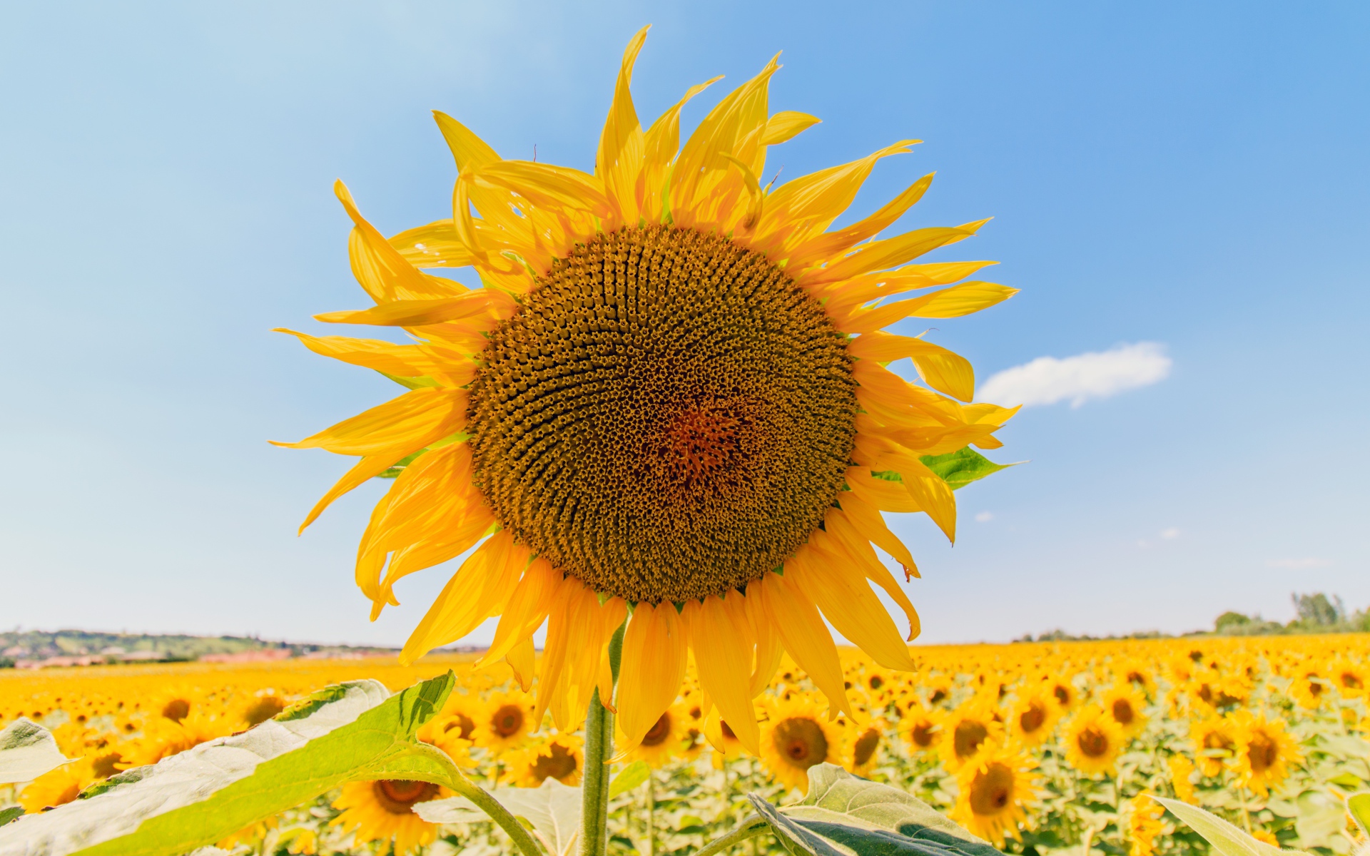 Цветущий подсолнух под голубым небом