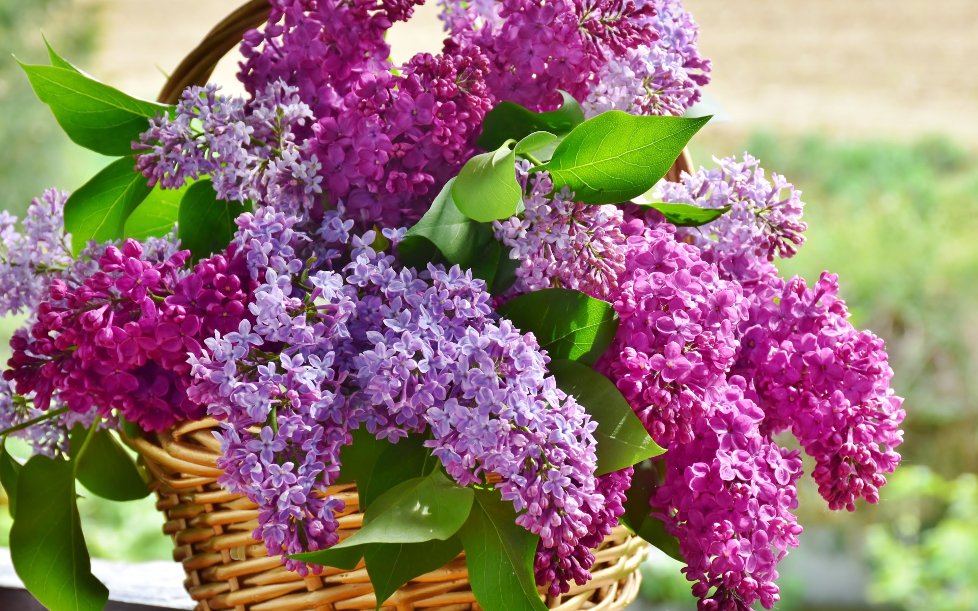 A bouquet of beautiful lilac in a basket
