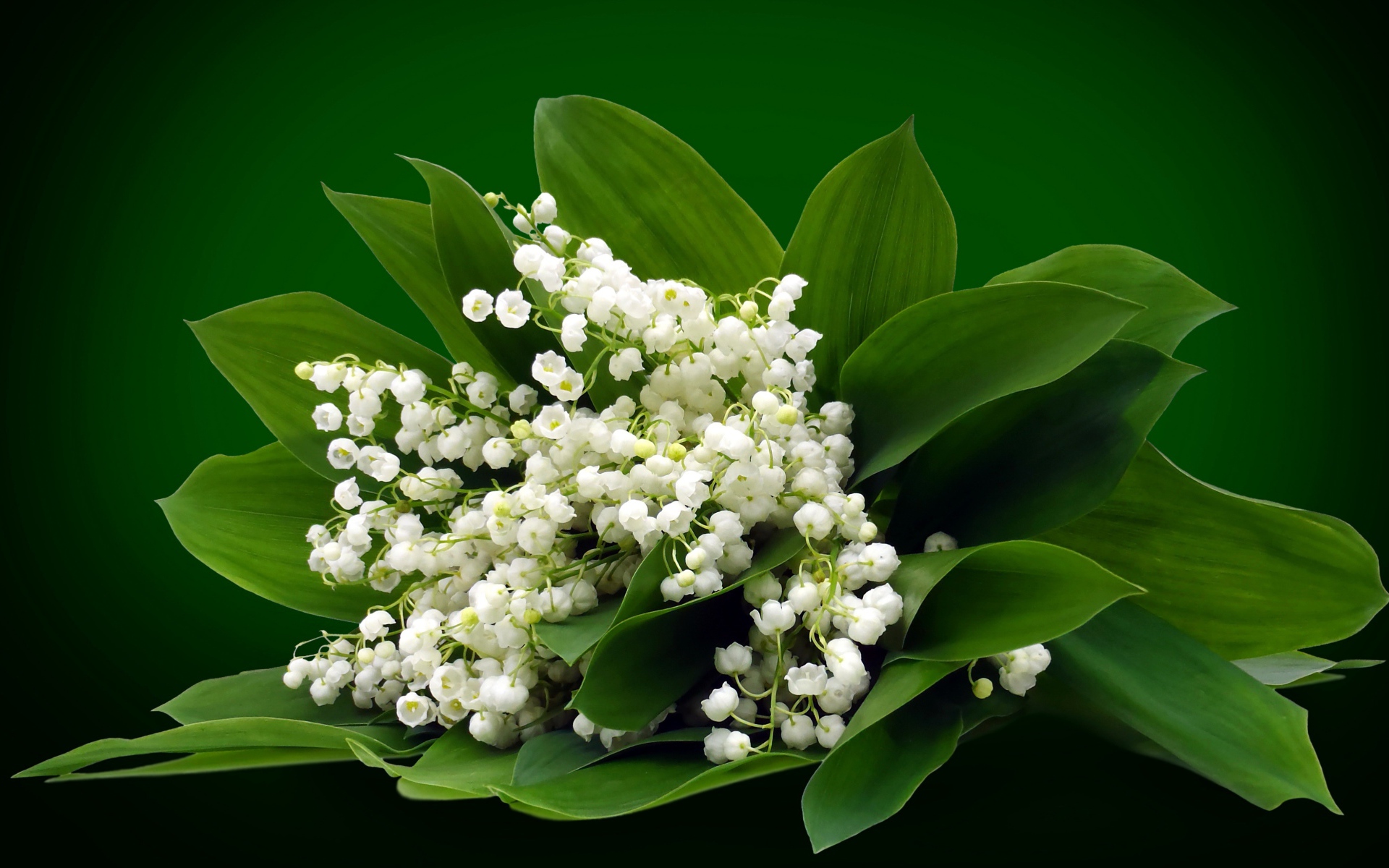 Букет белых ландышей на зеленом фоне