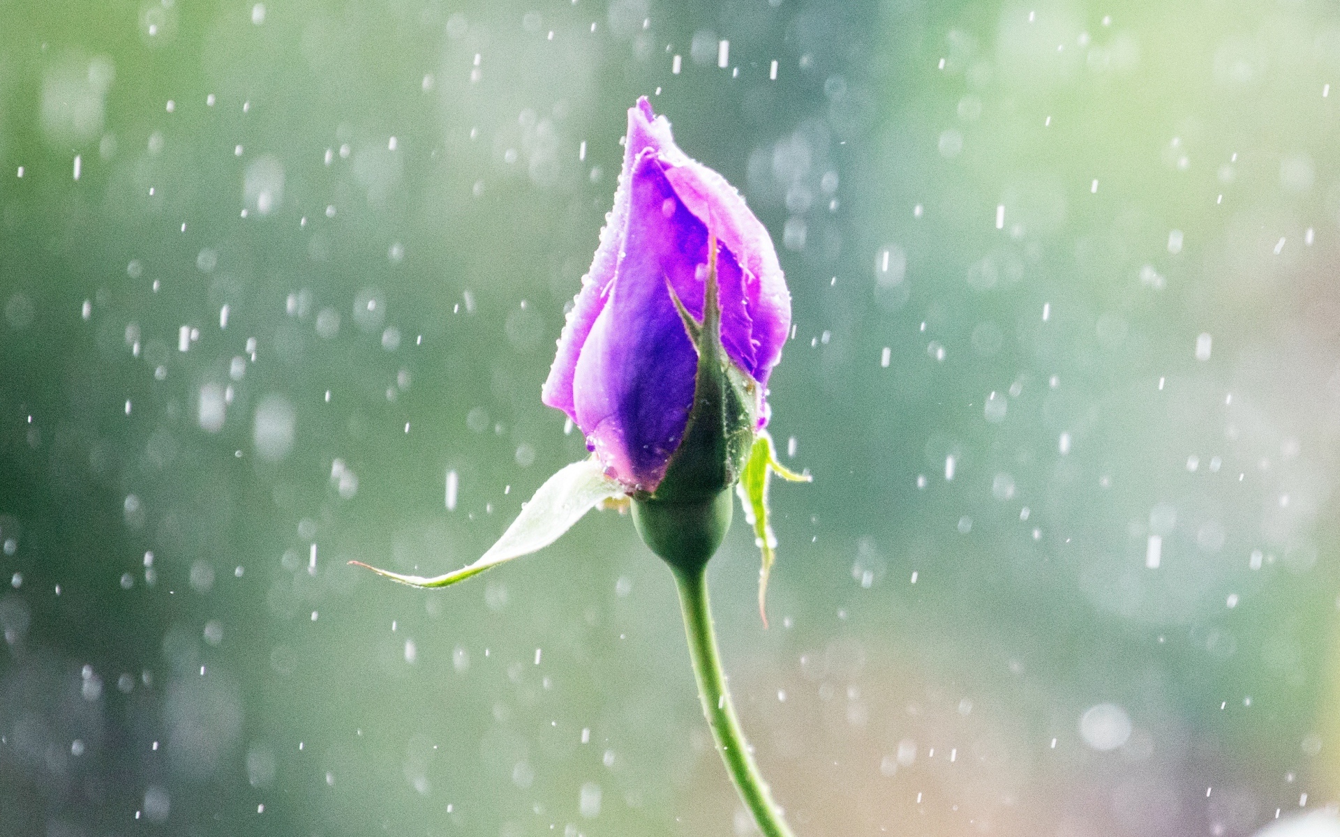 Бутон красивой розы под дождем