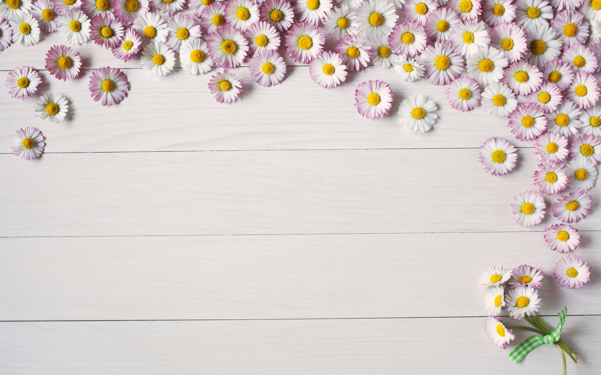 Много розовых маргариток на деревянном фоне, шаблон для открытки