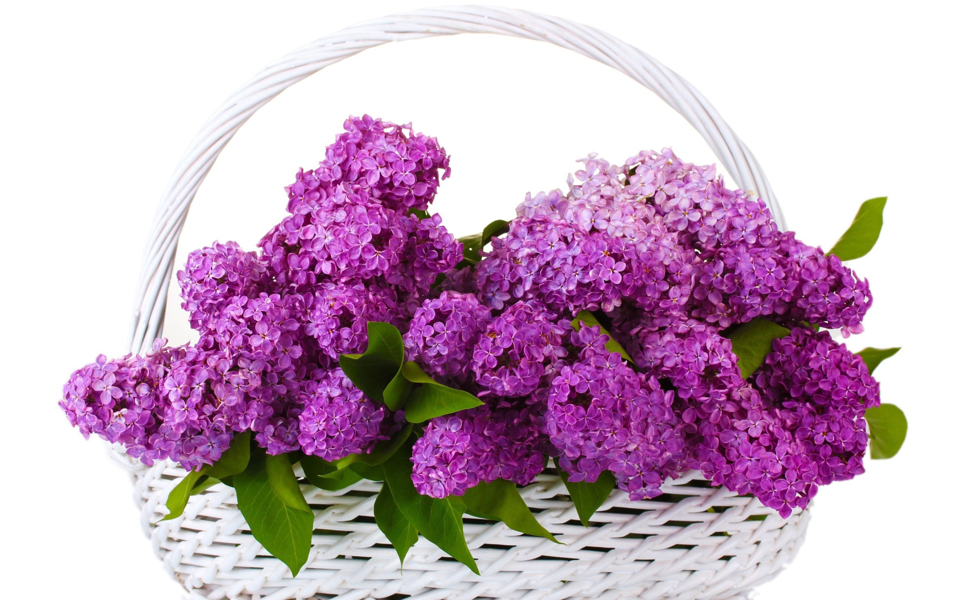 Корзина цветов сирени на белом фоне