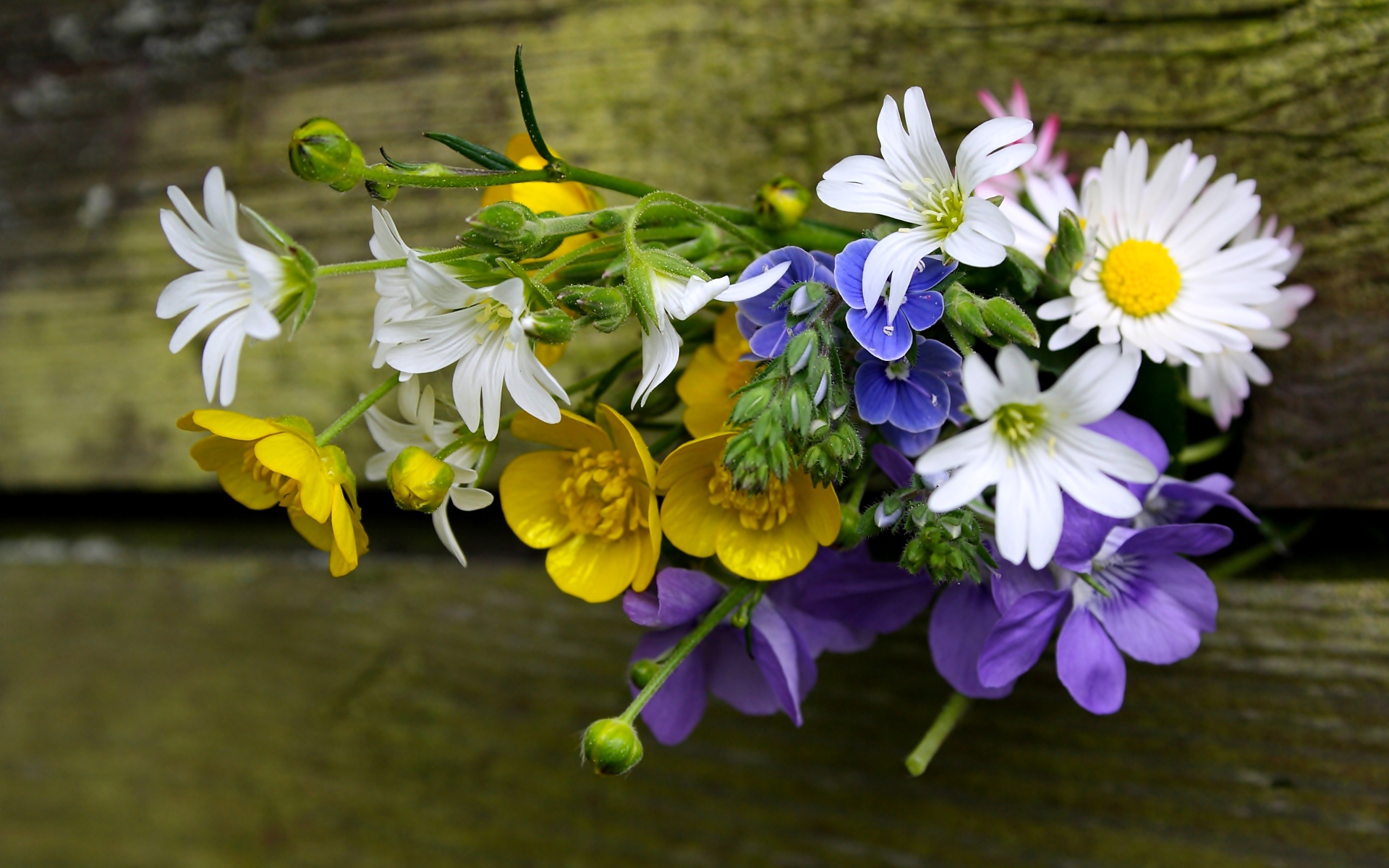 Красивый букет полевых цветов