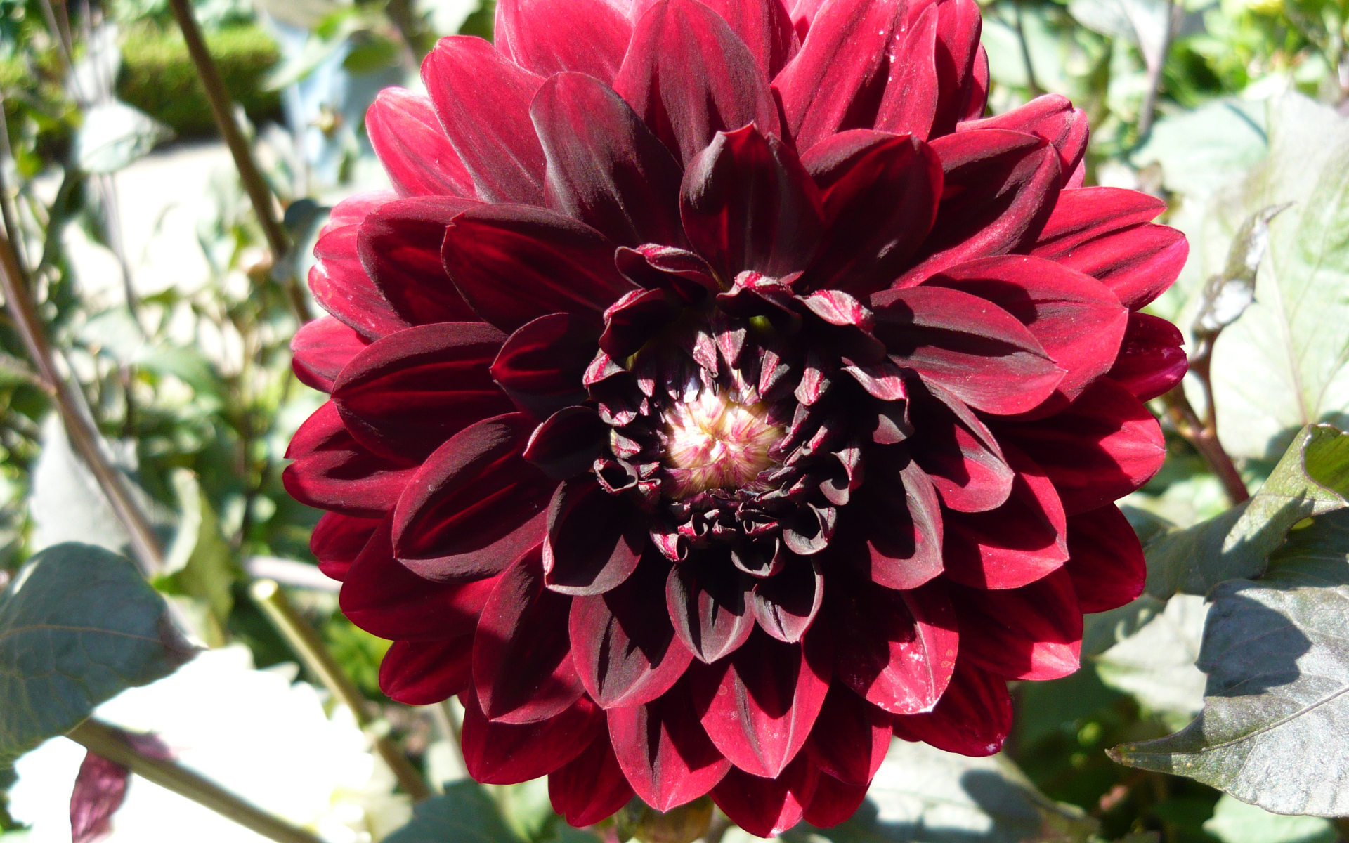 Красивая бордовый цветок георгина крупным планом