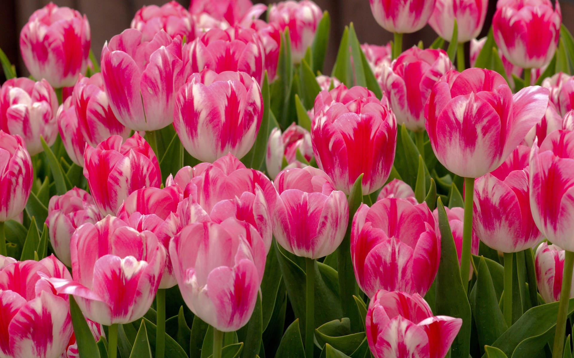 Красивые нежные розовые весенние цветы тюльпаны