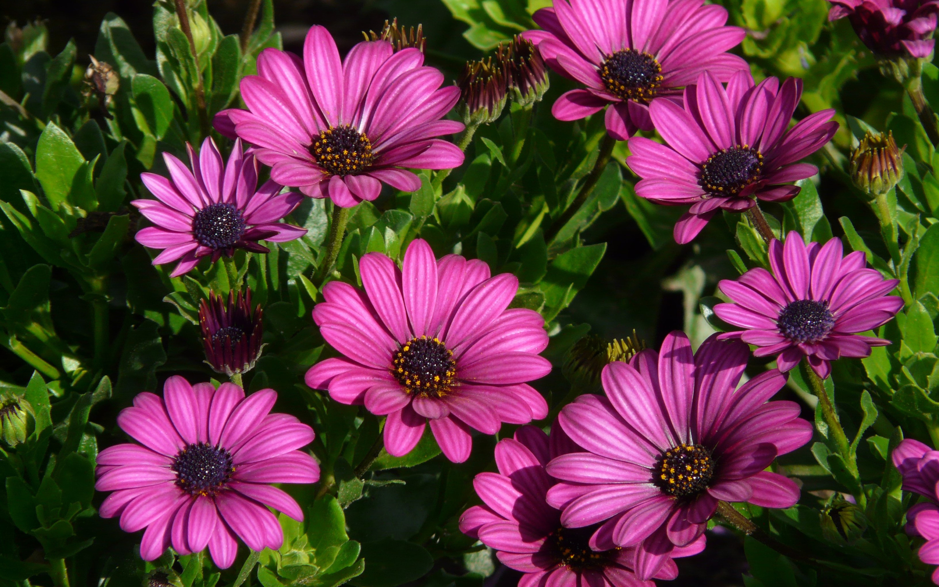 Красивые сиреневые цветы цинерария 