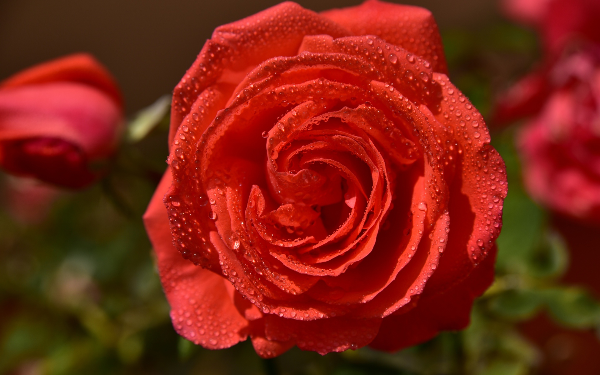 Красивая оранжевая роза в каплях утренней росы