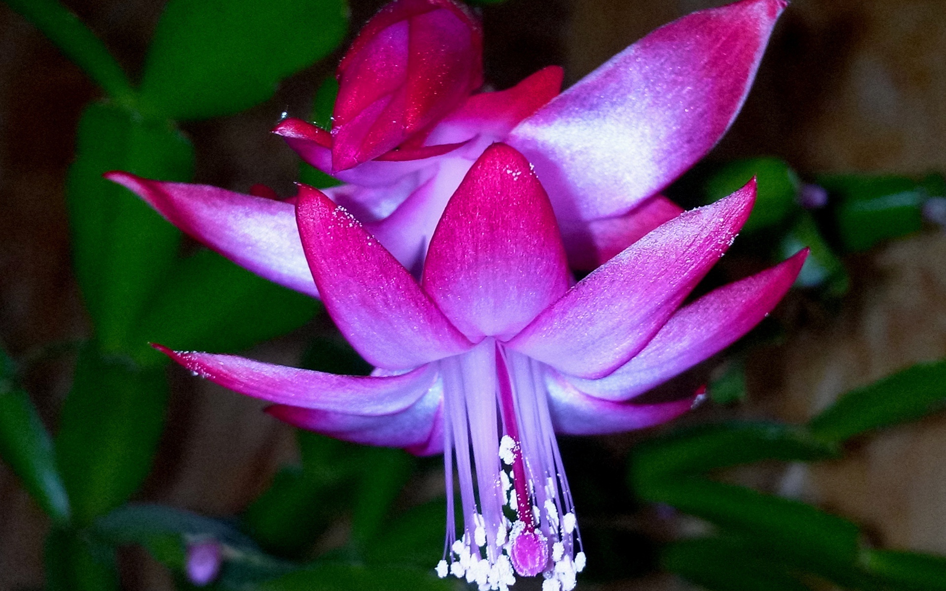 Красивый розовый комнатный цветок декабрист