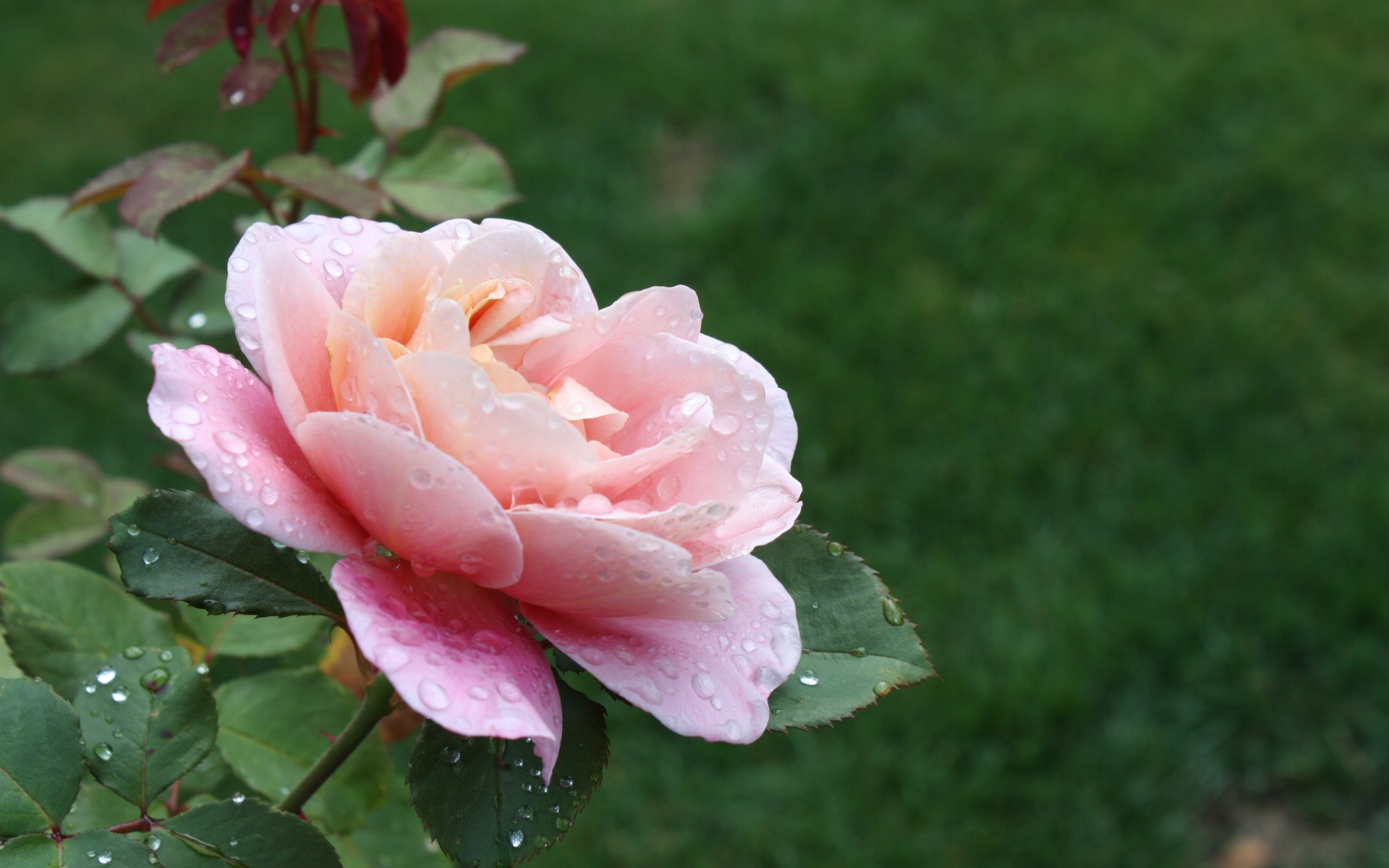 Красивая розовая роза в каплях росы на клумбе