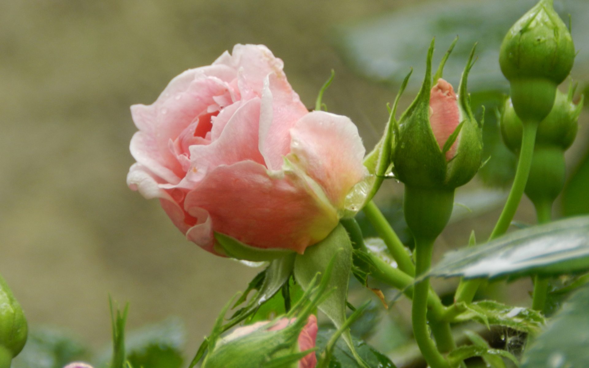 Красивая розовая роза с бутонами под дождем