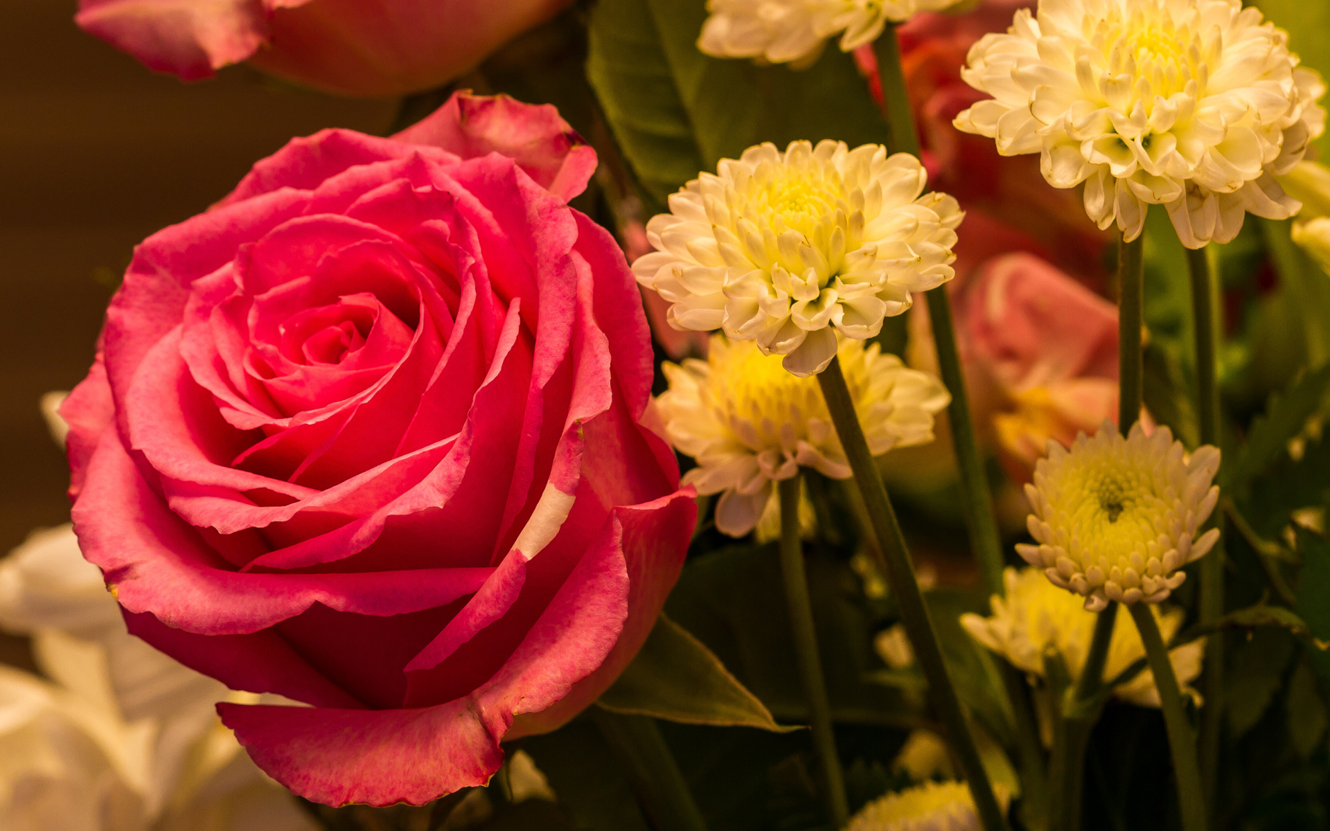 Красивая розовая роза с белыми хризантемами