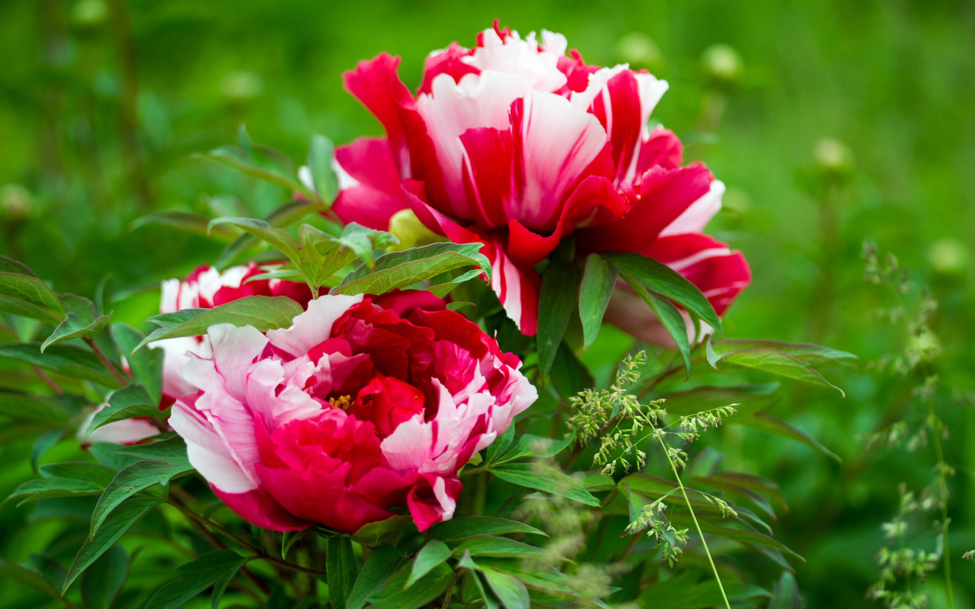 Красивые розовые с белым пионы 