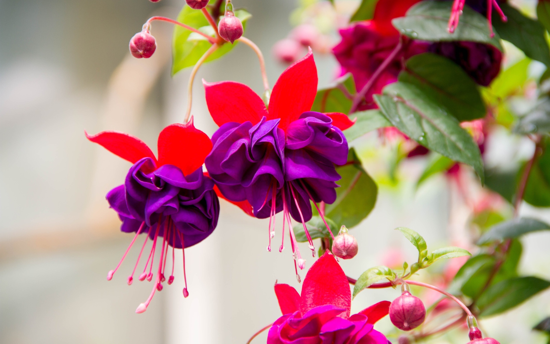 Красивые фиолетовые цветы фуксии