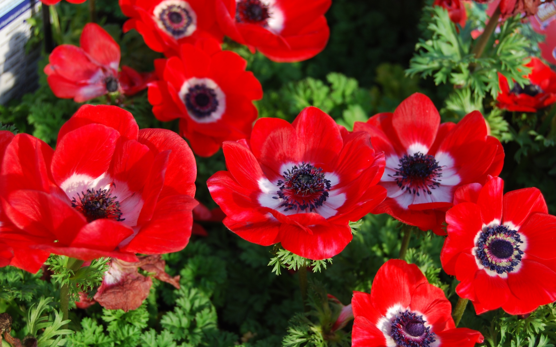 Красивые красные цветы анемона