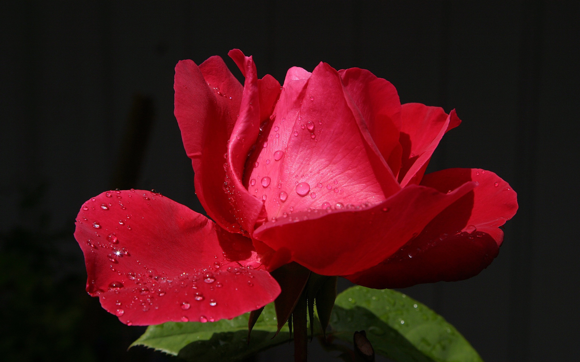 Красивая красная роза с росой на лепестках крупным планом