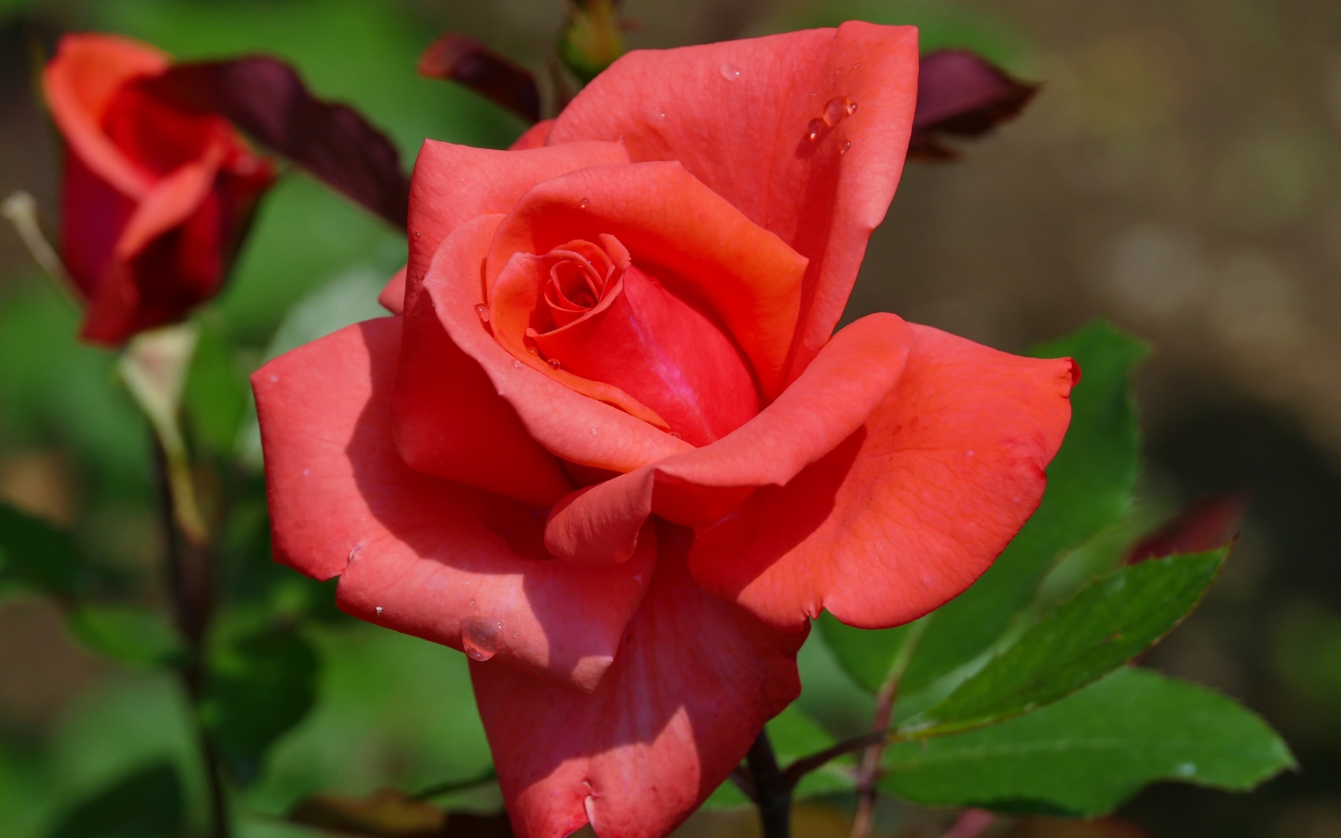 Красивый цветок розы с бутонами крупным планом