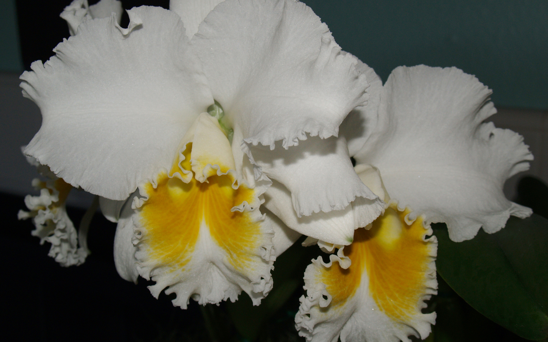 Красивые белые с желтым орхидеи 