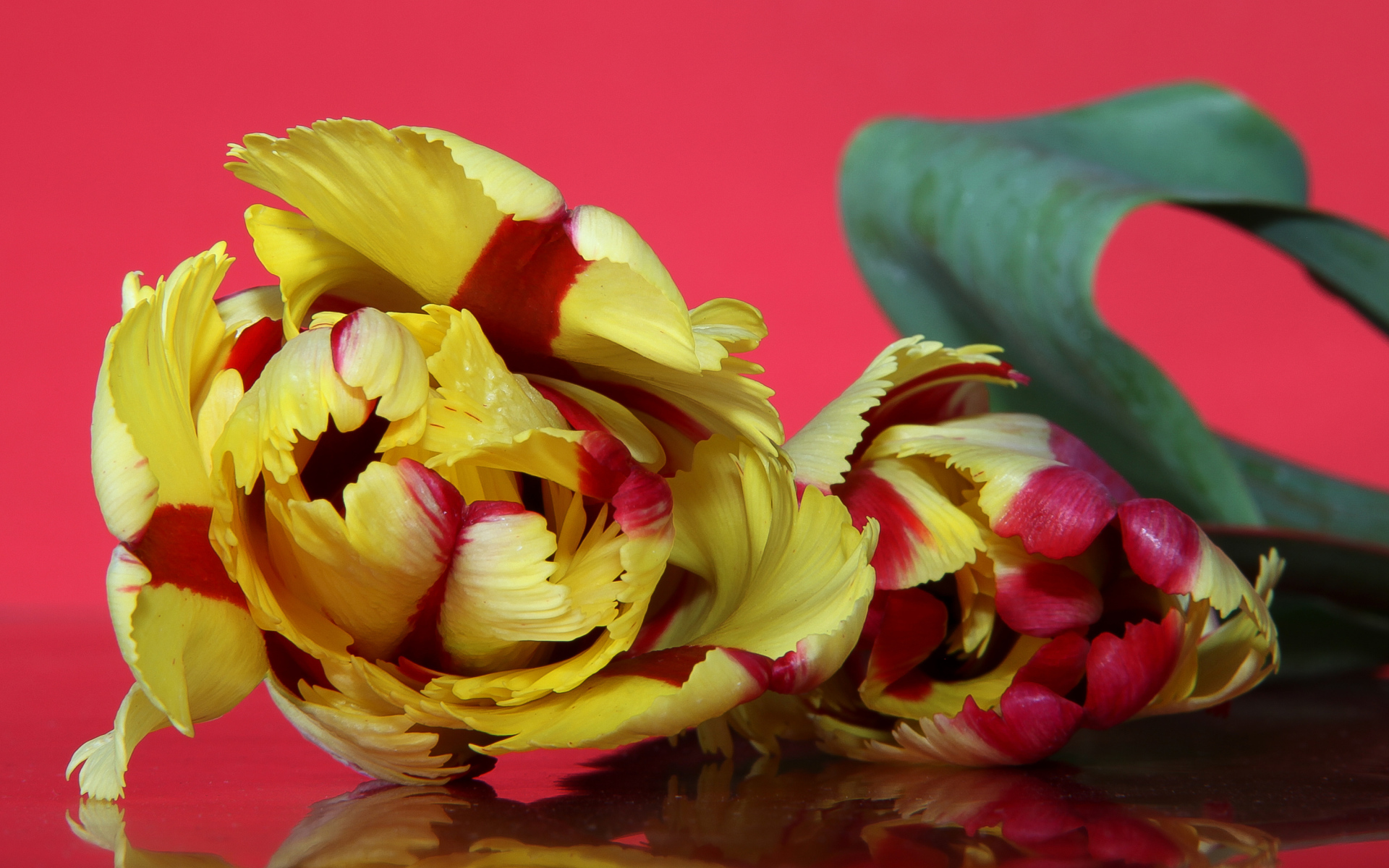 Красивый желто - красный тюльпан на розовом фоне